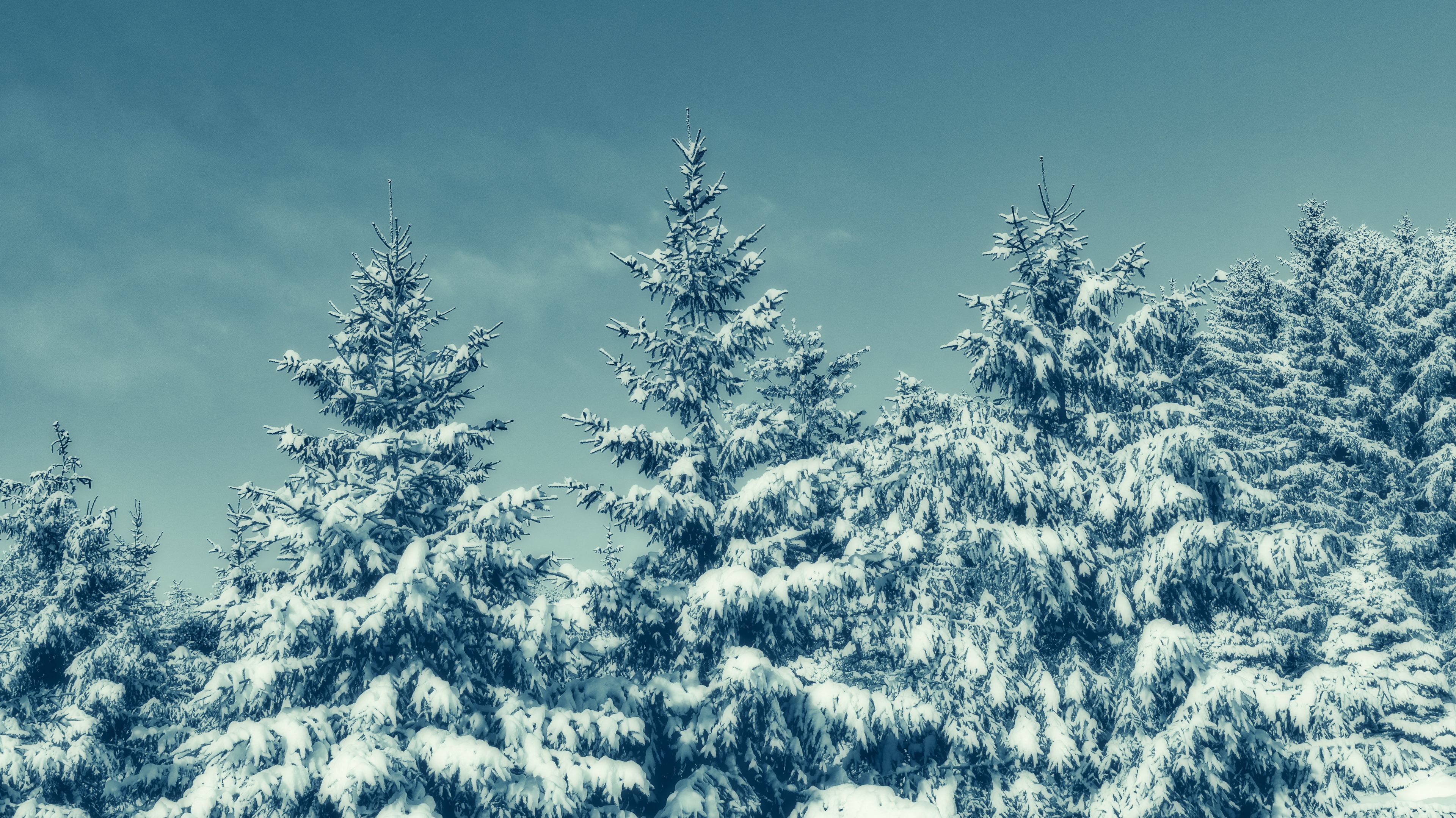 trees, snow, winter, snowy, sky, 4k, HD Wallpaper