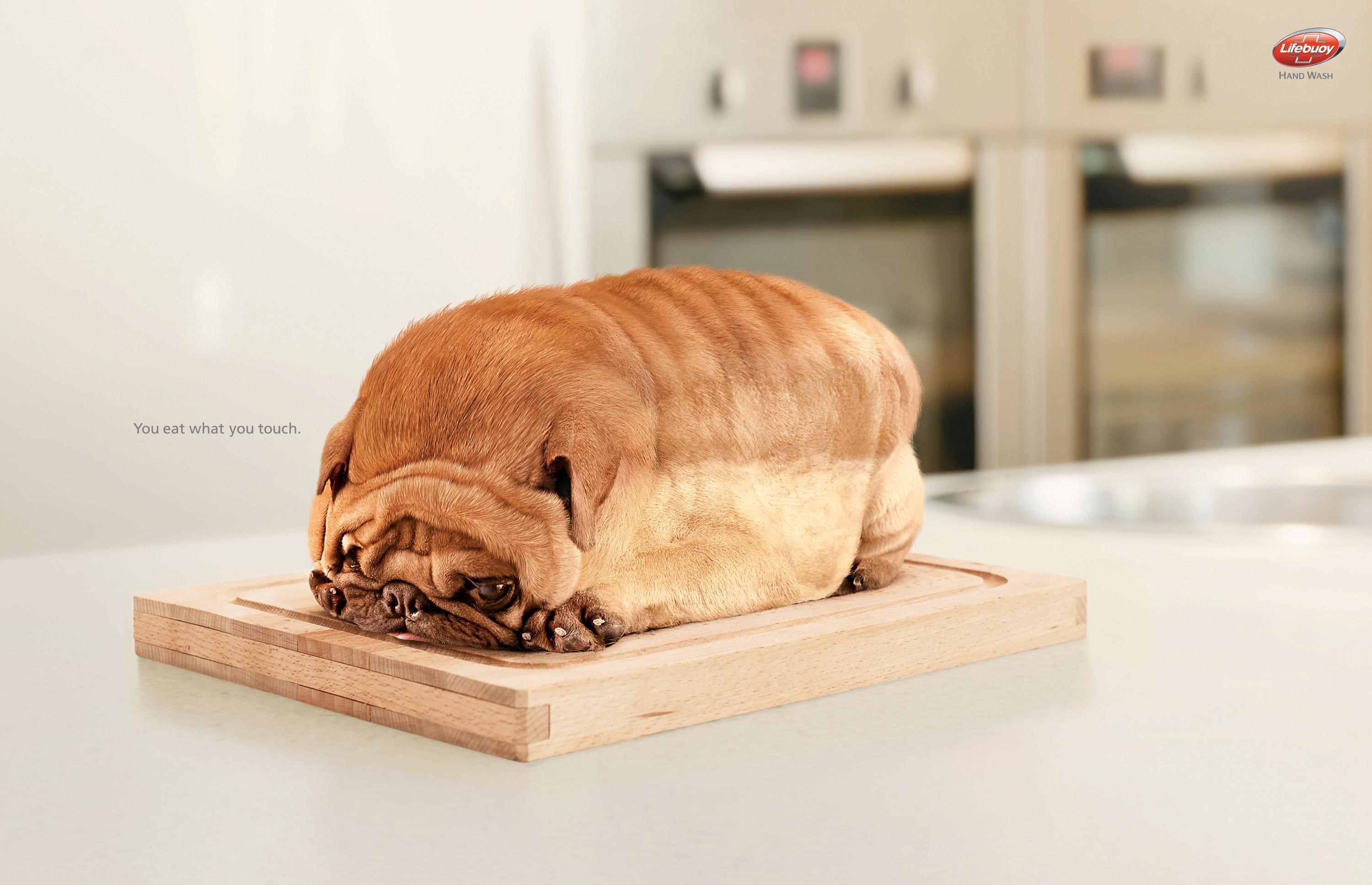 dog, bread, kitchen, humor, text, white, HD Wallpaper