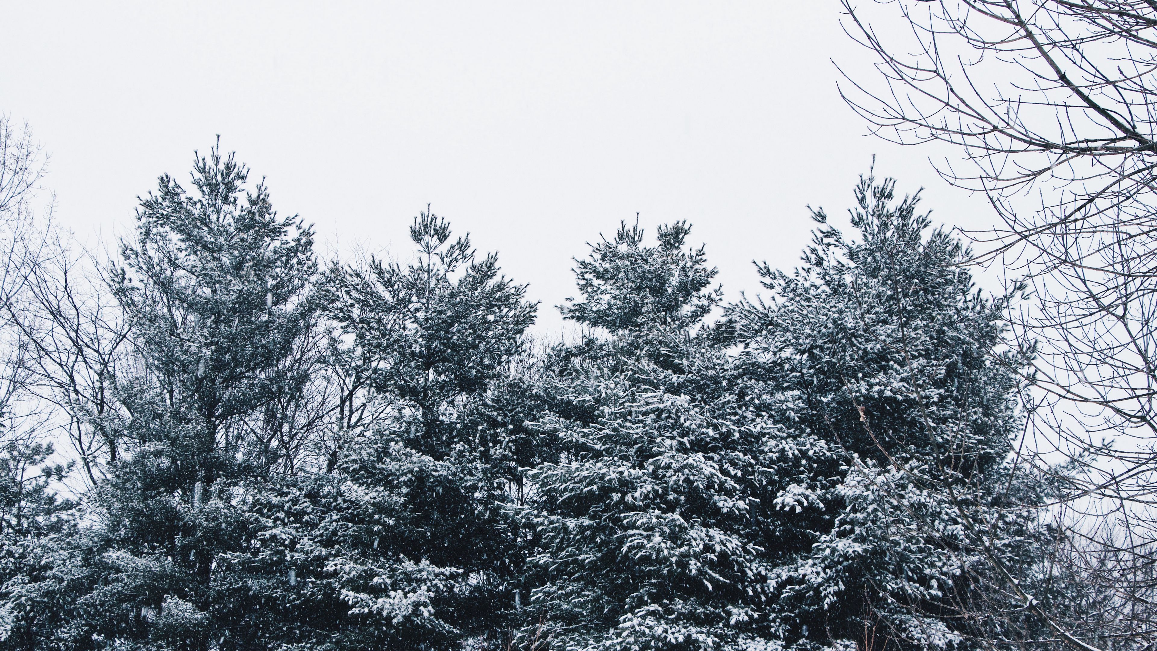 forest, trees, snow, branches, snowy, sky, 4k, HD Wallpaper