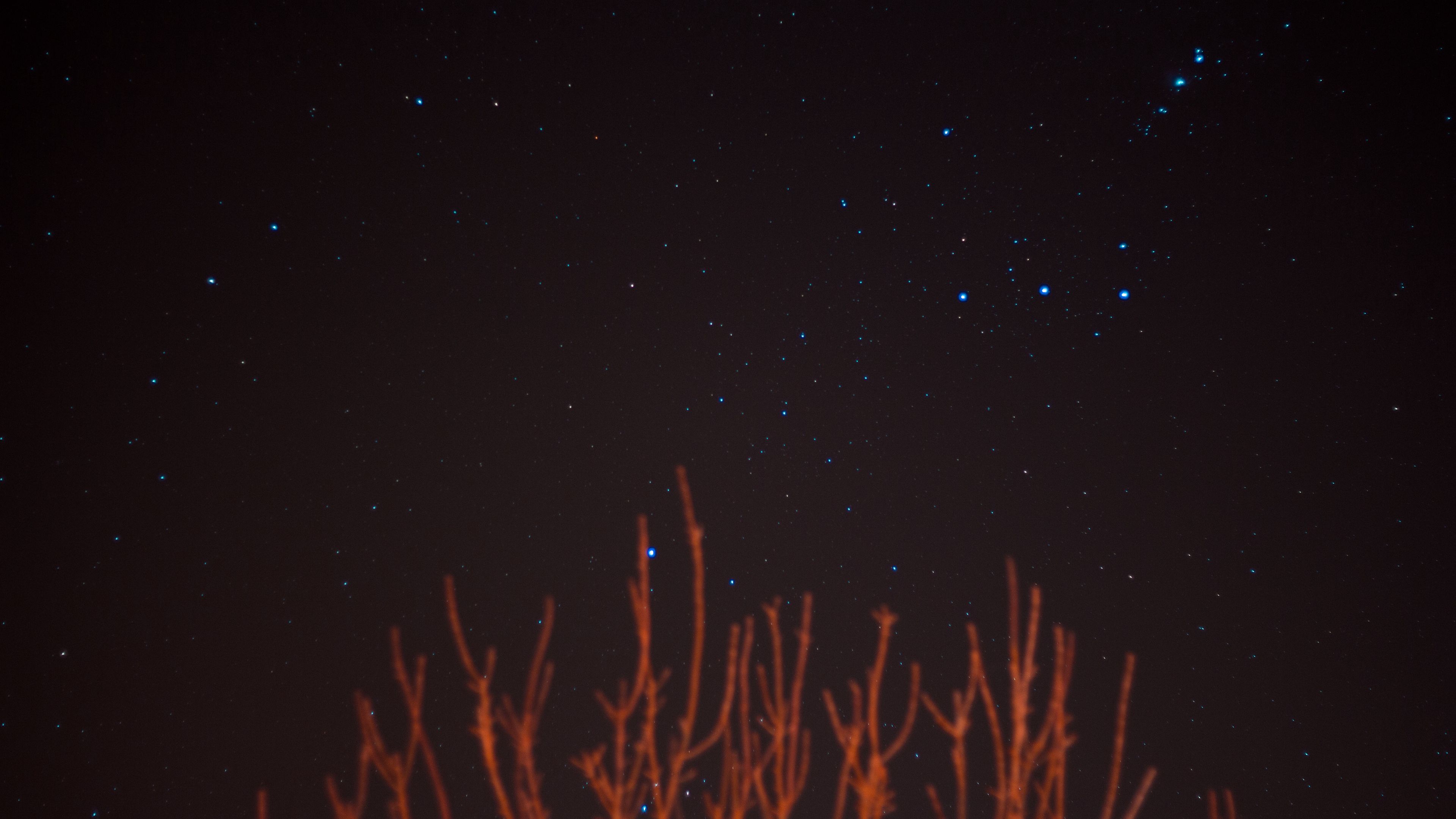 starry sky, stars, branches, night, night sky, 4k, HD Wallpaper