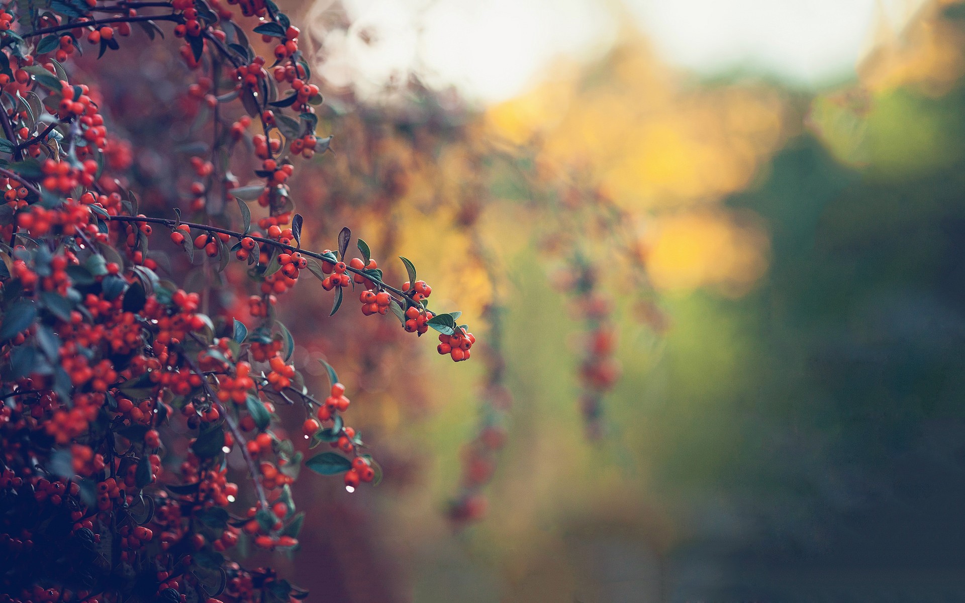 plants, nature, berries, HD Wallpaper