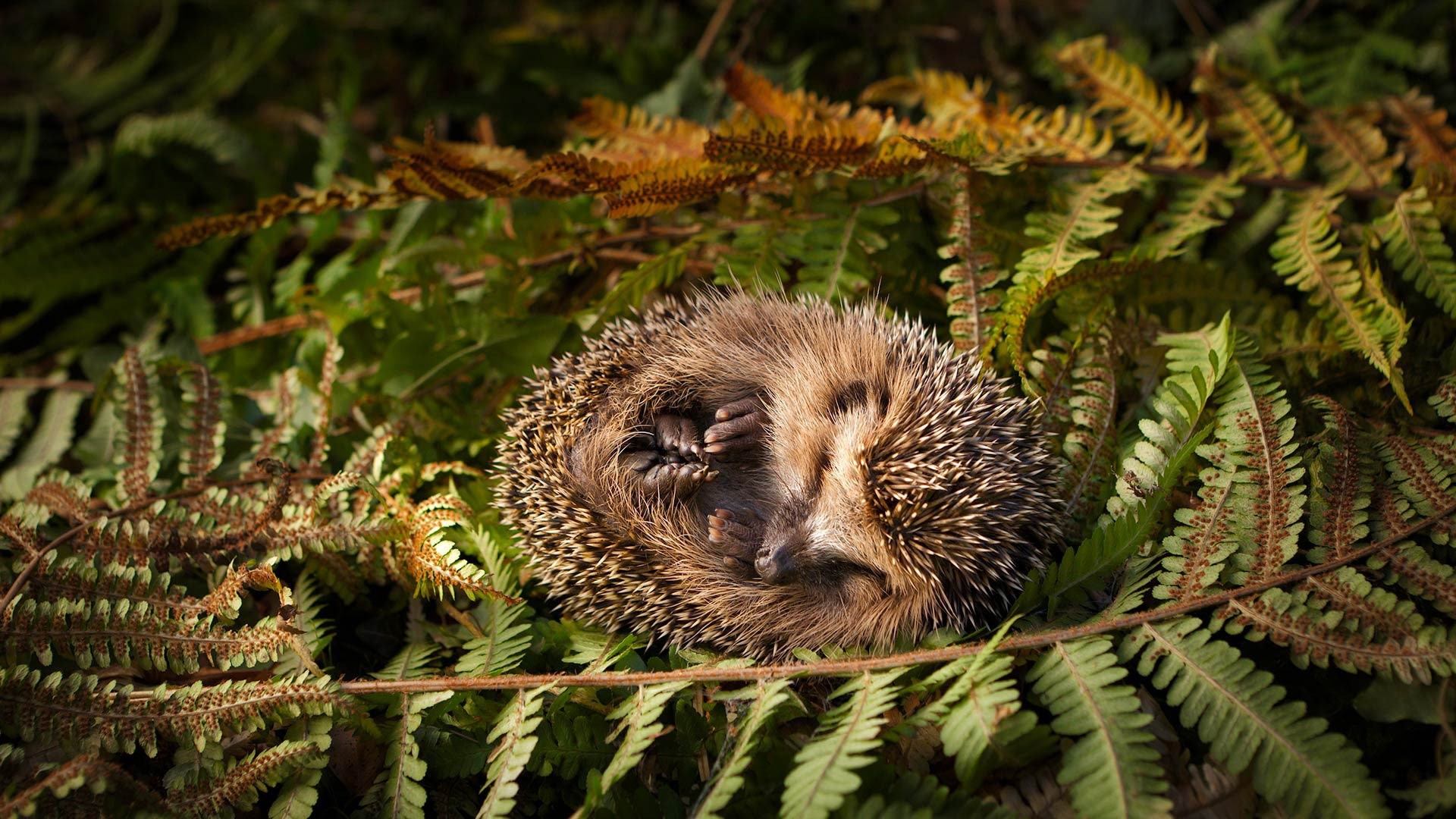 mammals, animals, nature, hedgehog, HD Wallpaper