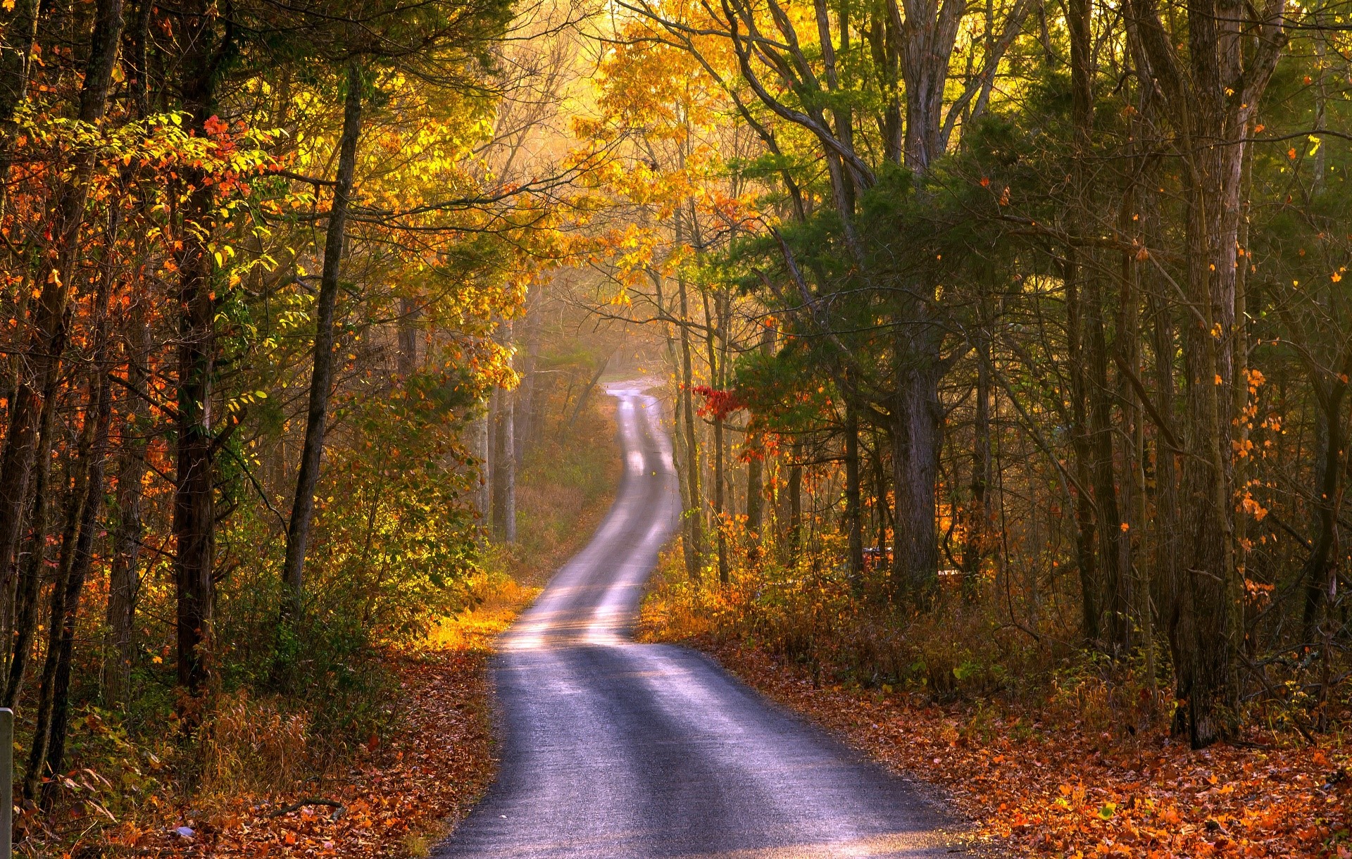 road, trees, fall, outdoors, HD Wallpaper