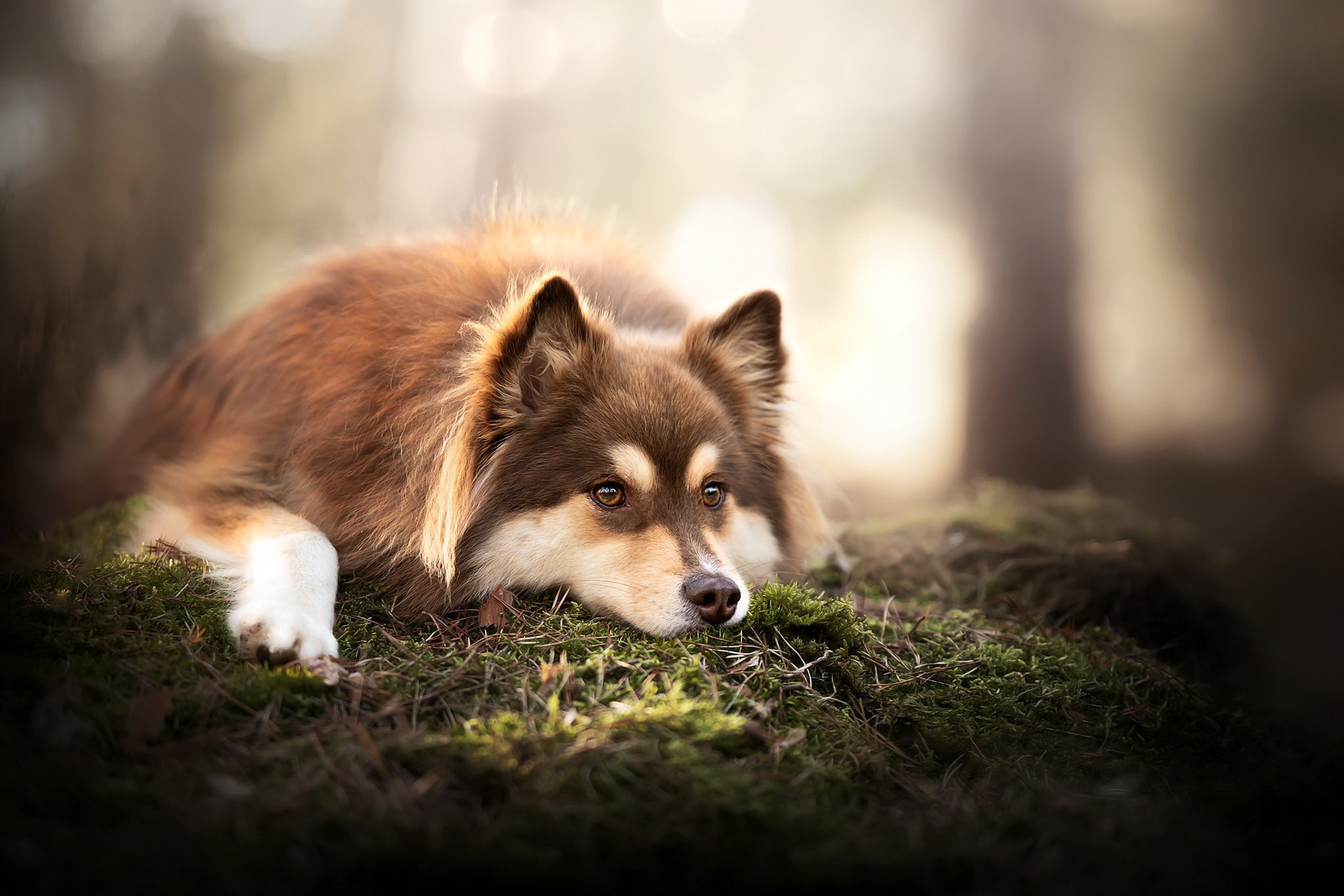 dog, outdoors, animals, mammals, HD Wallpaper
