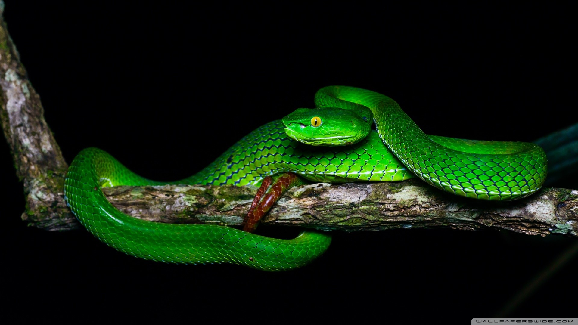 snake, nature, branch, reptile, HD Wallpaper