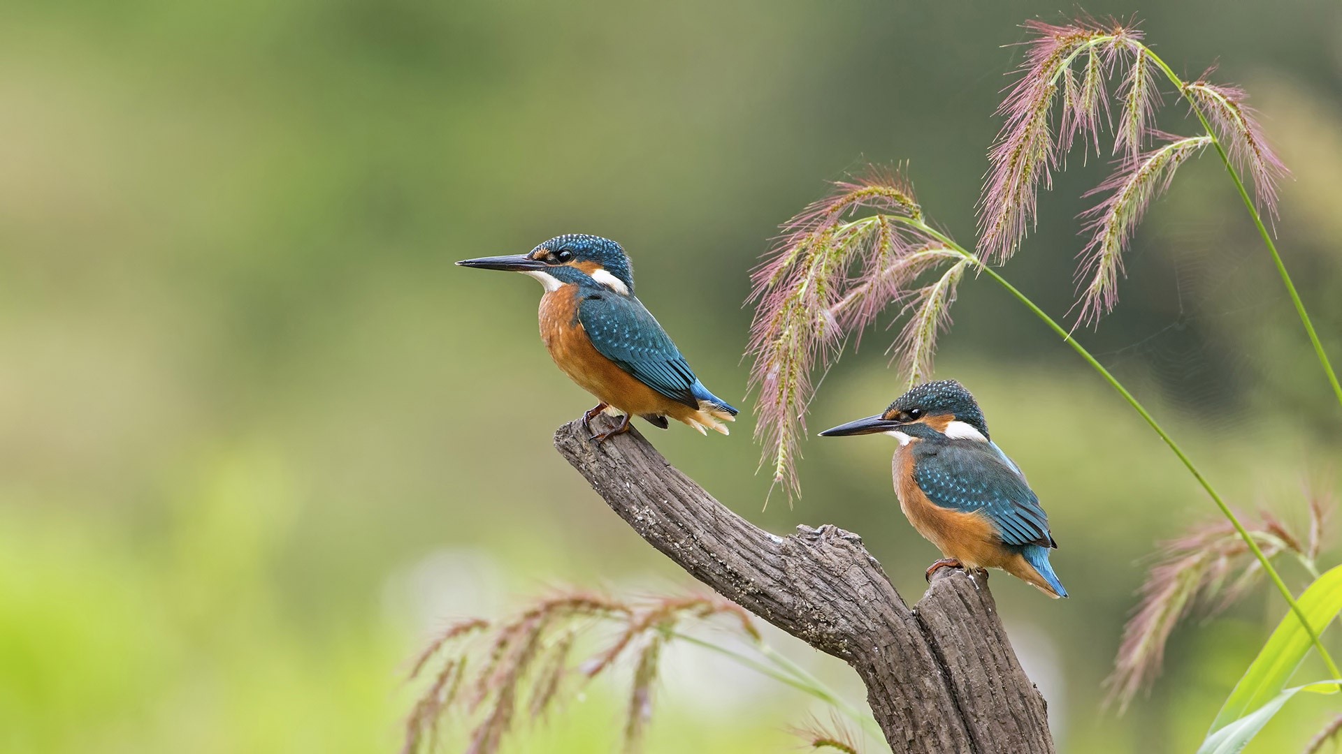 nature, animals, birds, kingfisher, HD Wallpaper