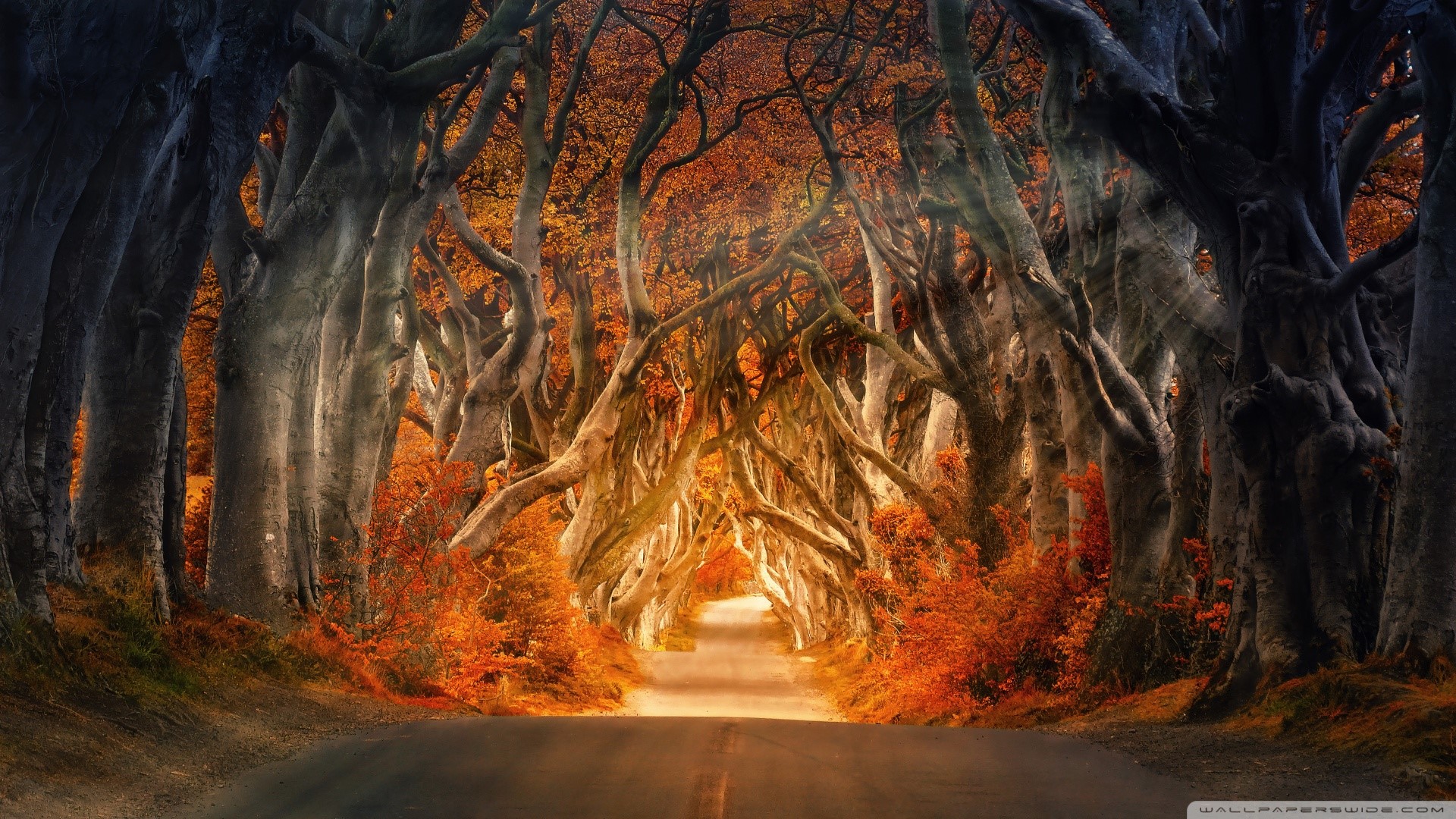 road, forest, trees, fall, HD Wallpaper