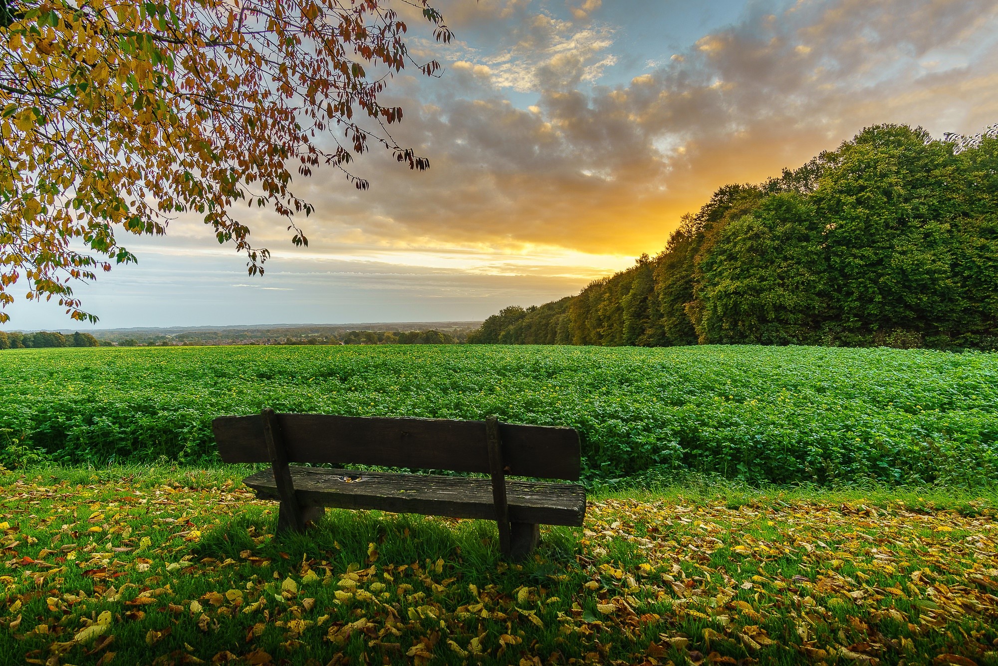 nature, field, outdoors, bench, sky, HD Wallpaper