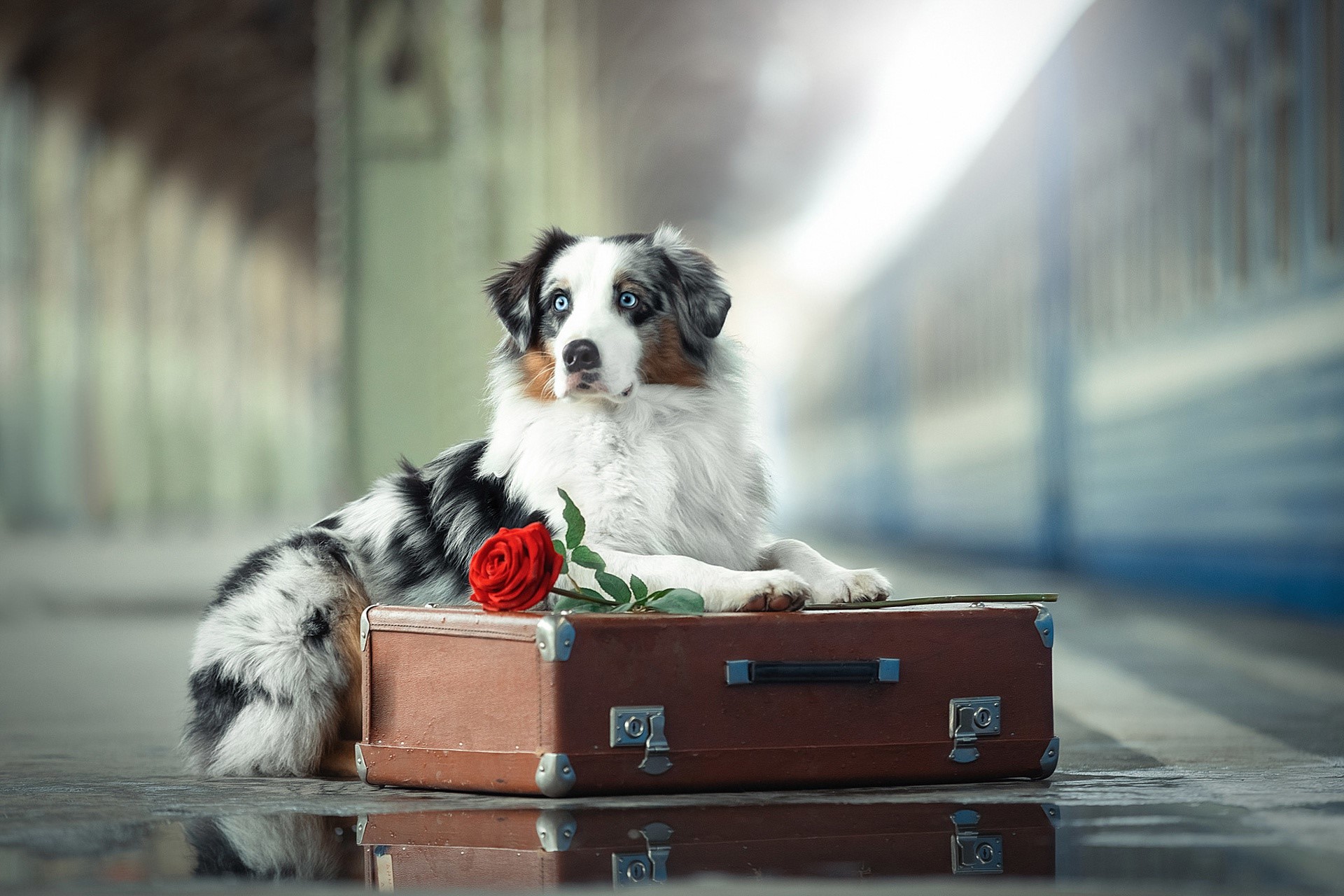 flowers, rose, suitcase, animals, mammals, dog, Australian Shepherd, HD Wallpaper