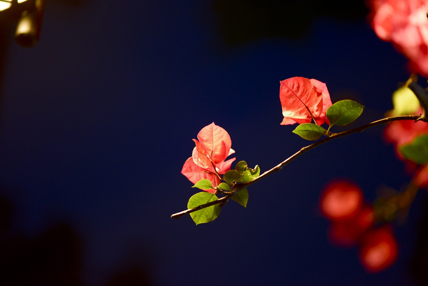 Sichuan, Asia, flowers, plants, HD Wallpaper