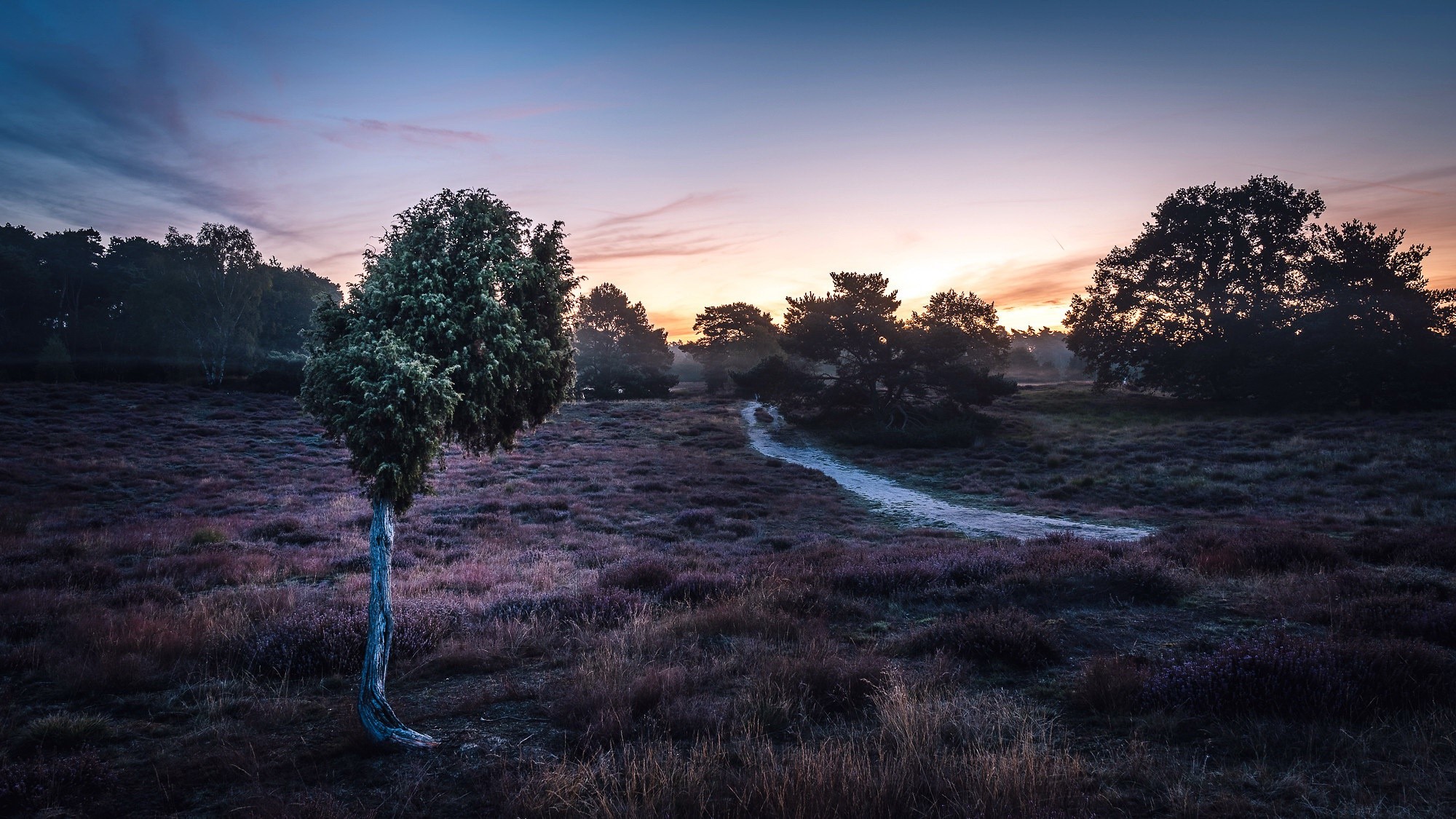 morning, outdoors, landscape, field, path, HD Wallpaper