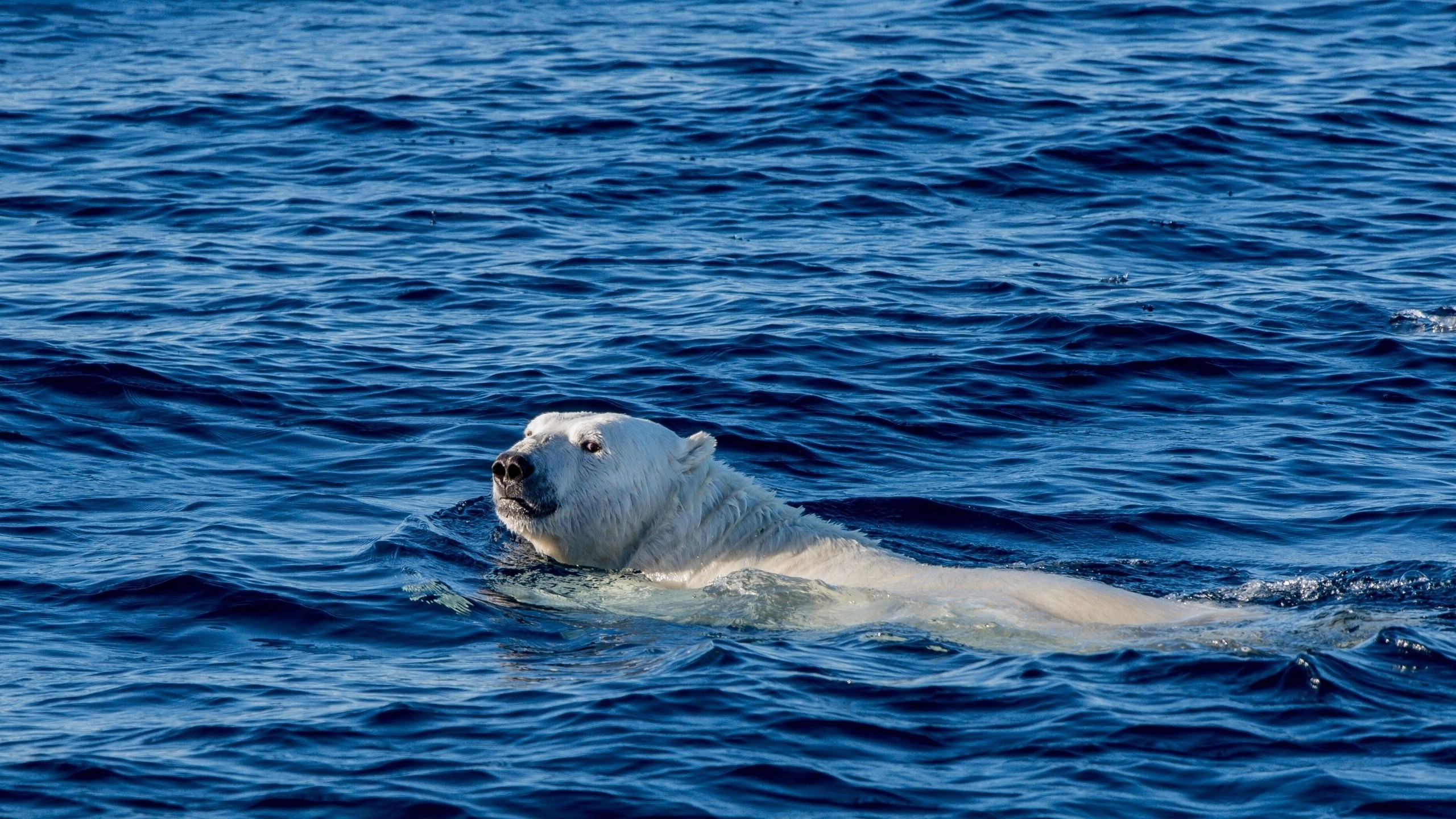 polar bears, bears, water, animals, mammals, sea, HD Wallpaper