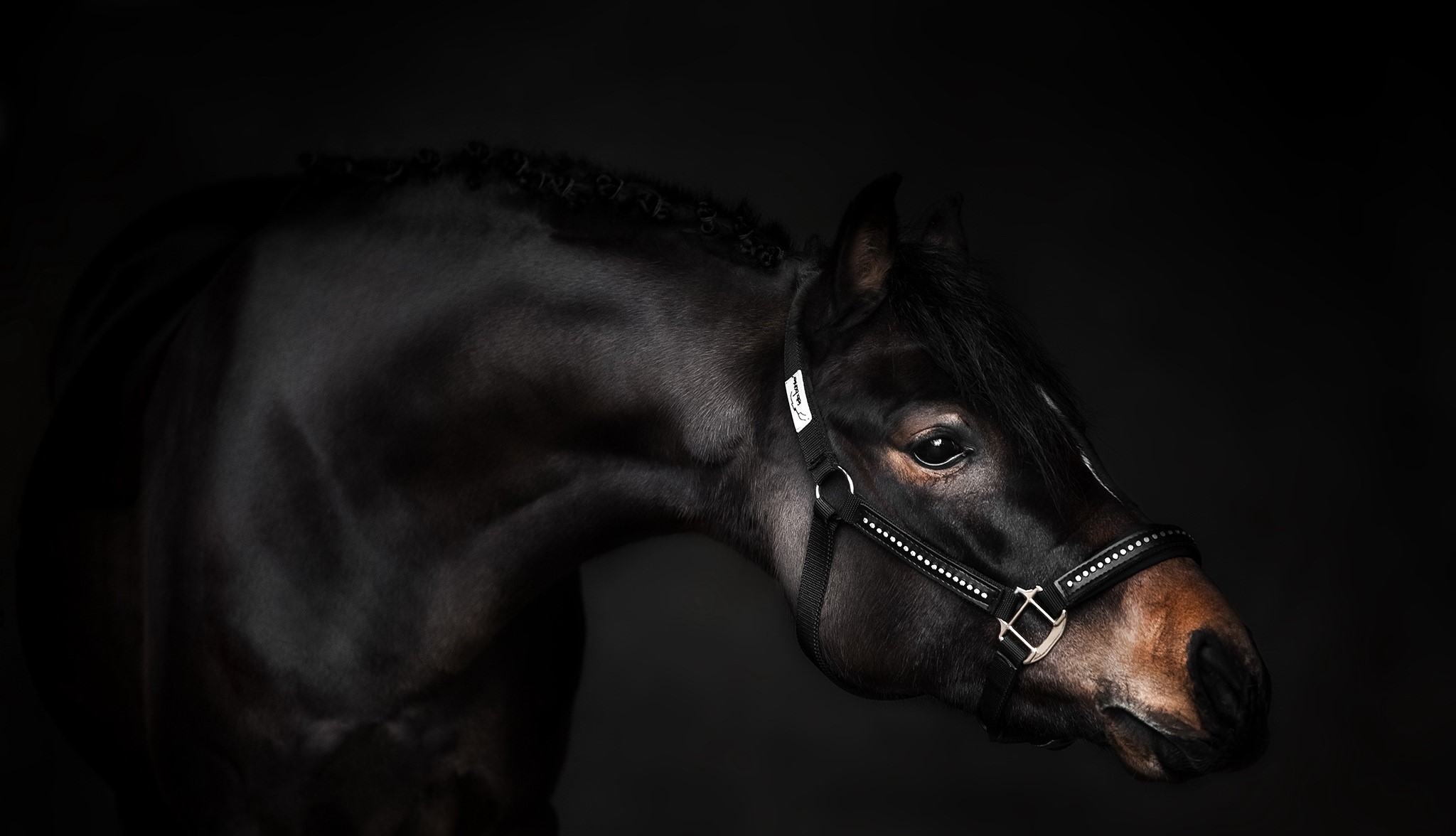 animals, horse, mammals, HD Wallpaper