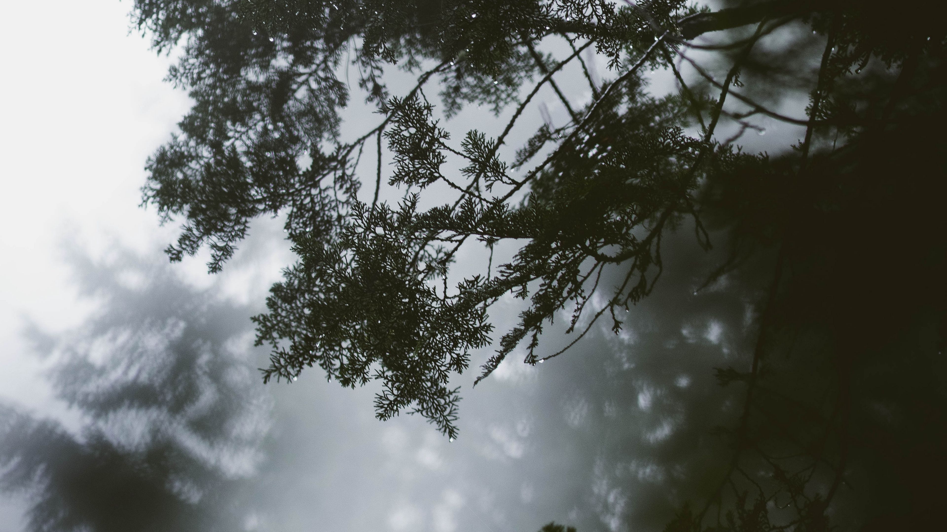 branch, tree, fog, leaves, 4k, HD Wallpaper