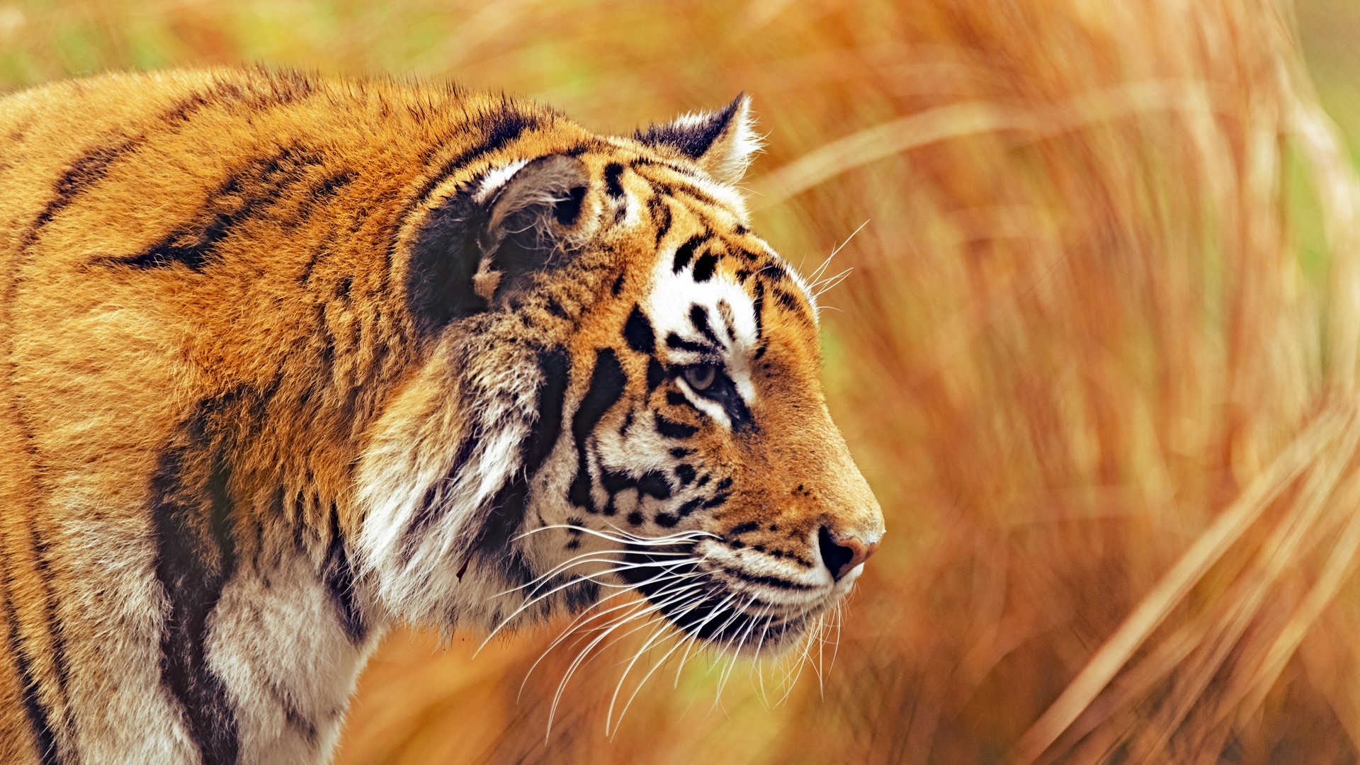 tiger, nature, animals, HD Wallpaper