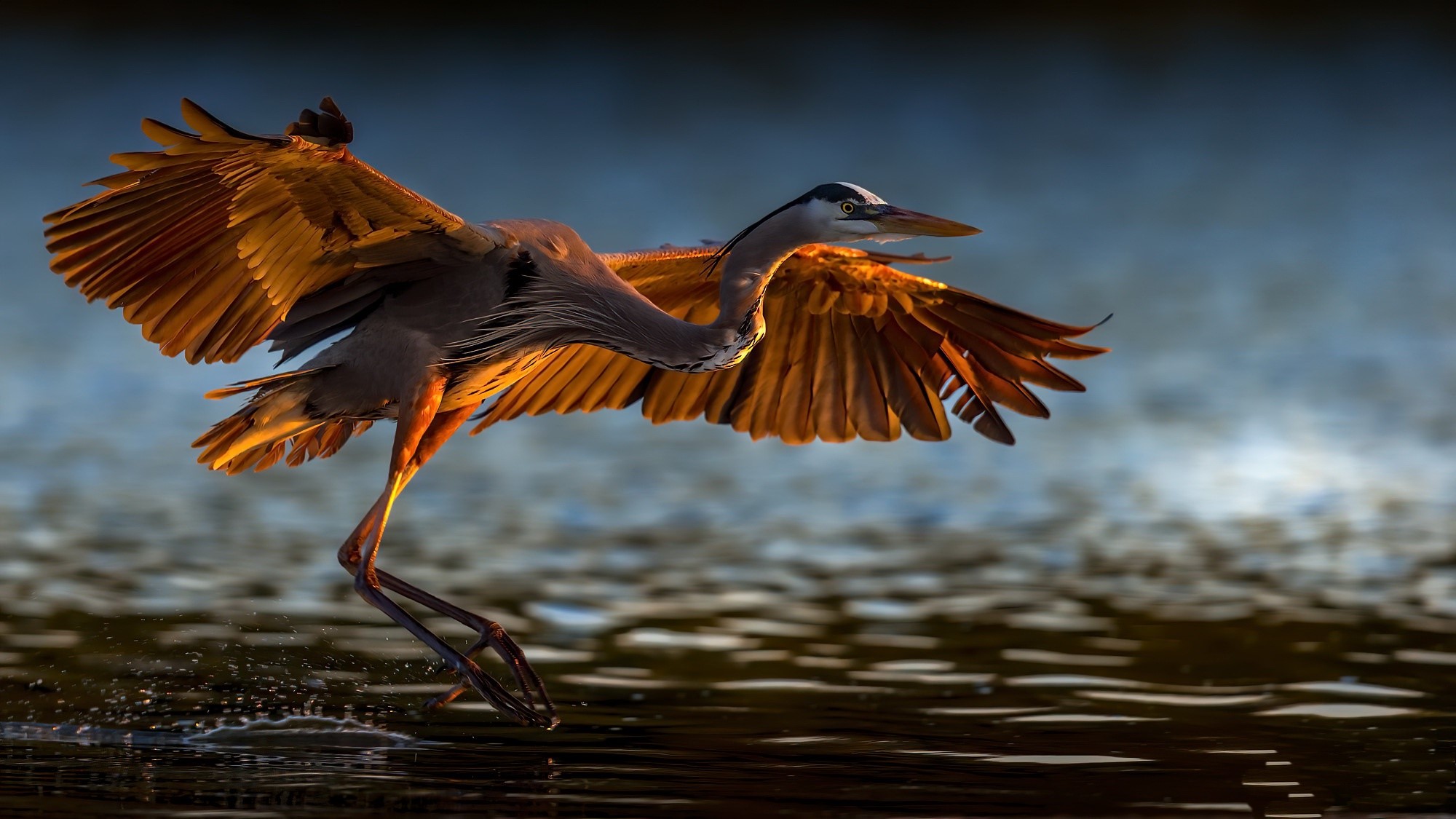 nature, birds, water, animals, cranes, HD Wallpaper