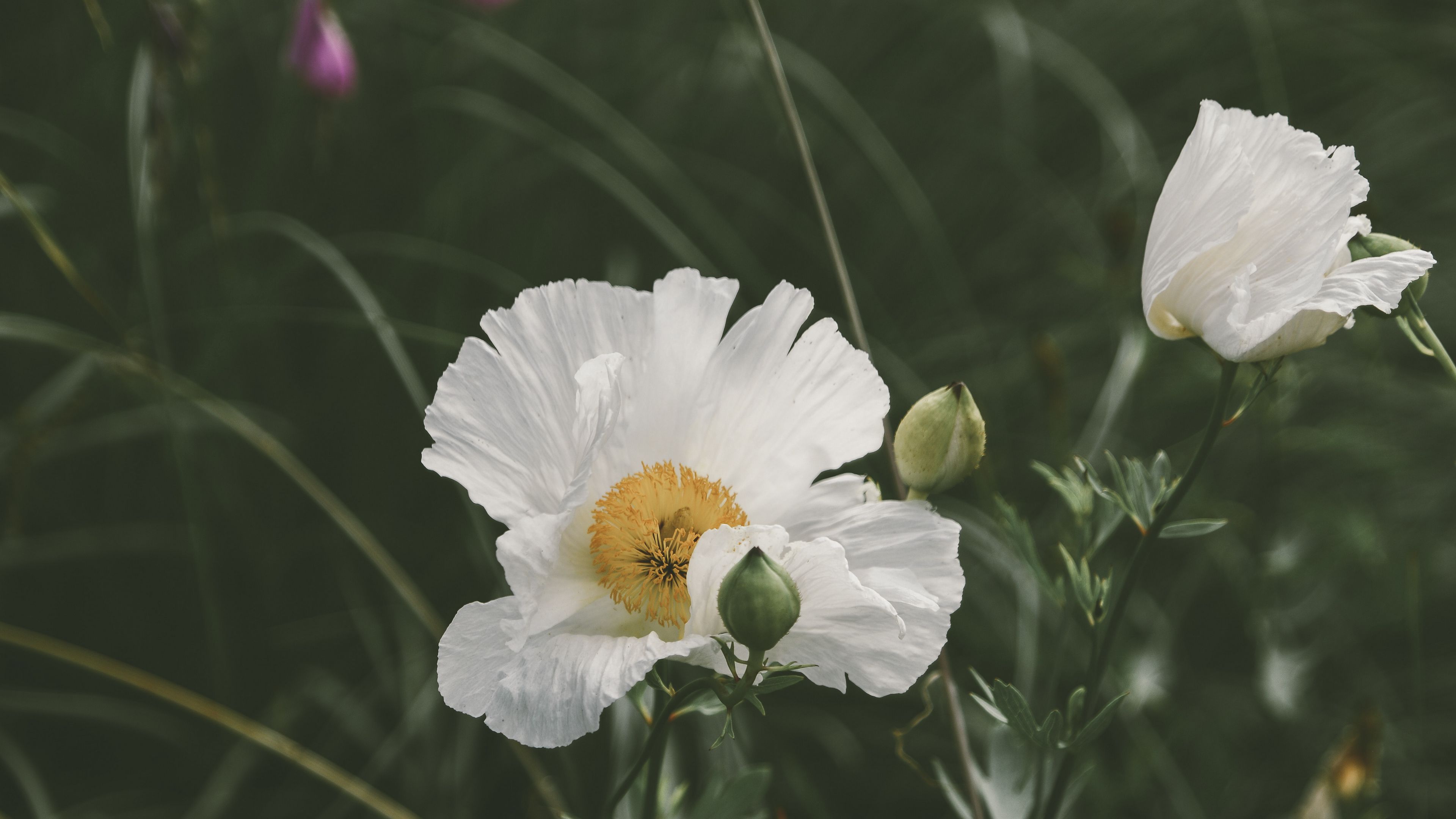 poppy, flower, bloom, grass, flowerbed, 4k, HD Wallpaper