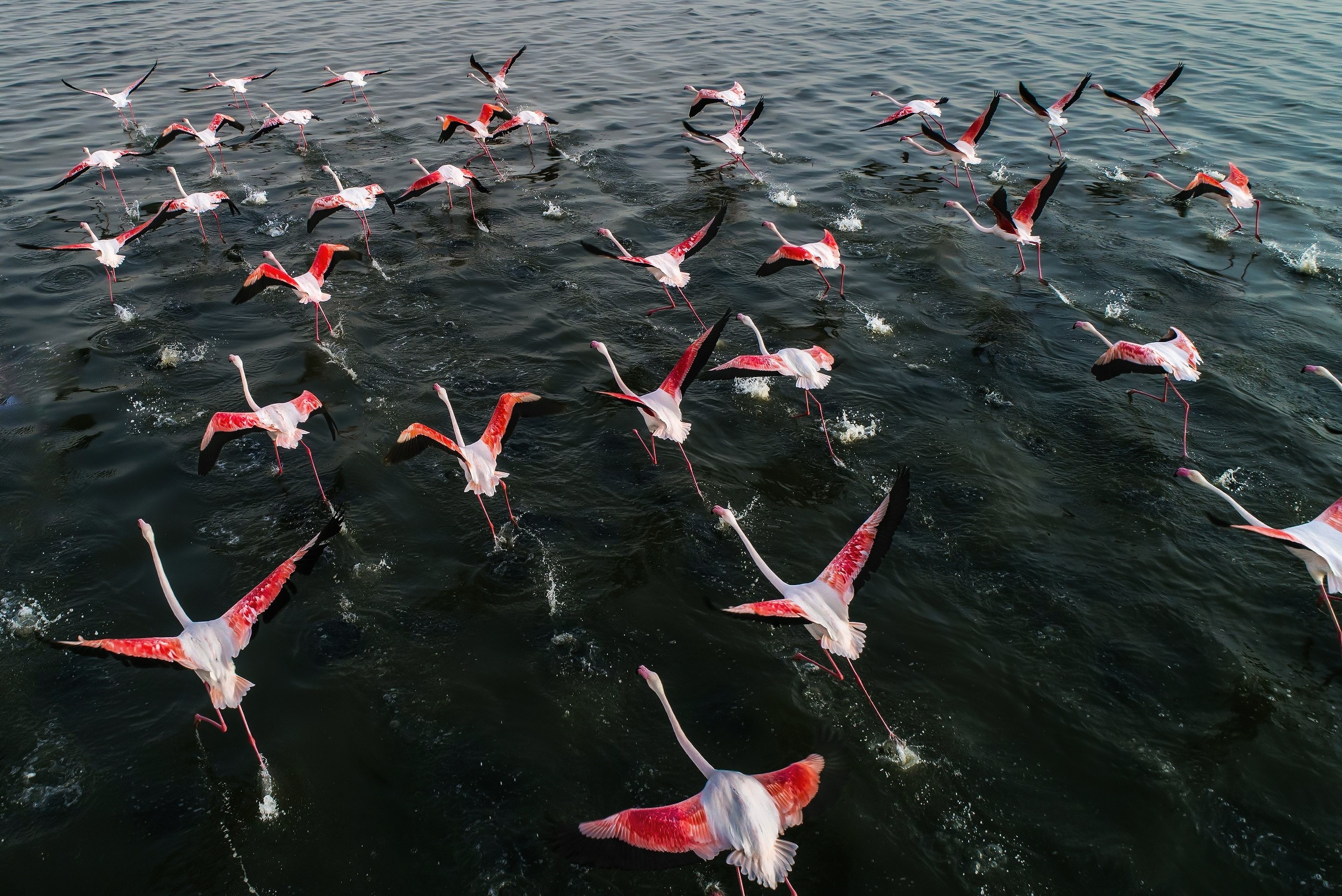 nature, birds, animals, flamingos, HD Wallpaper