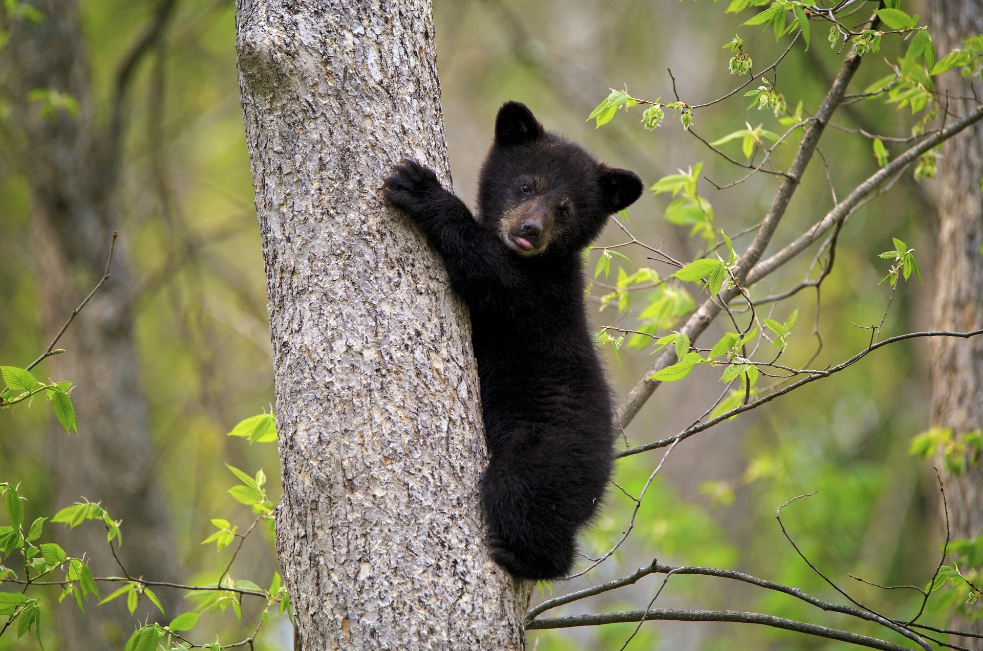 trees, animals, baby animals, bears, mammals, HD Wallpaper