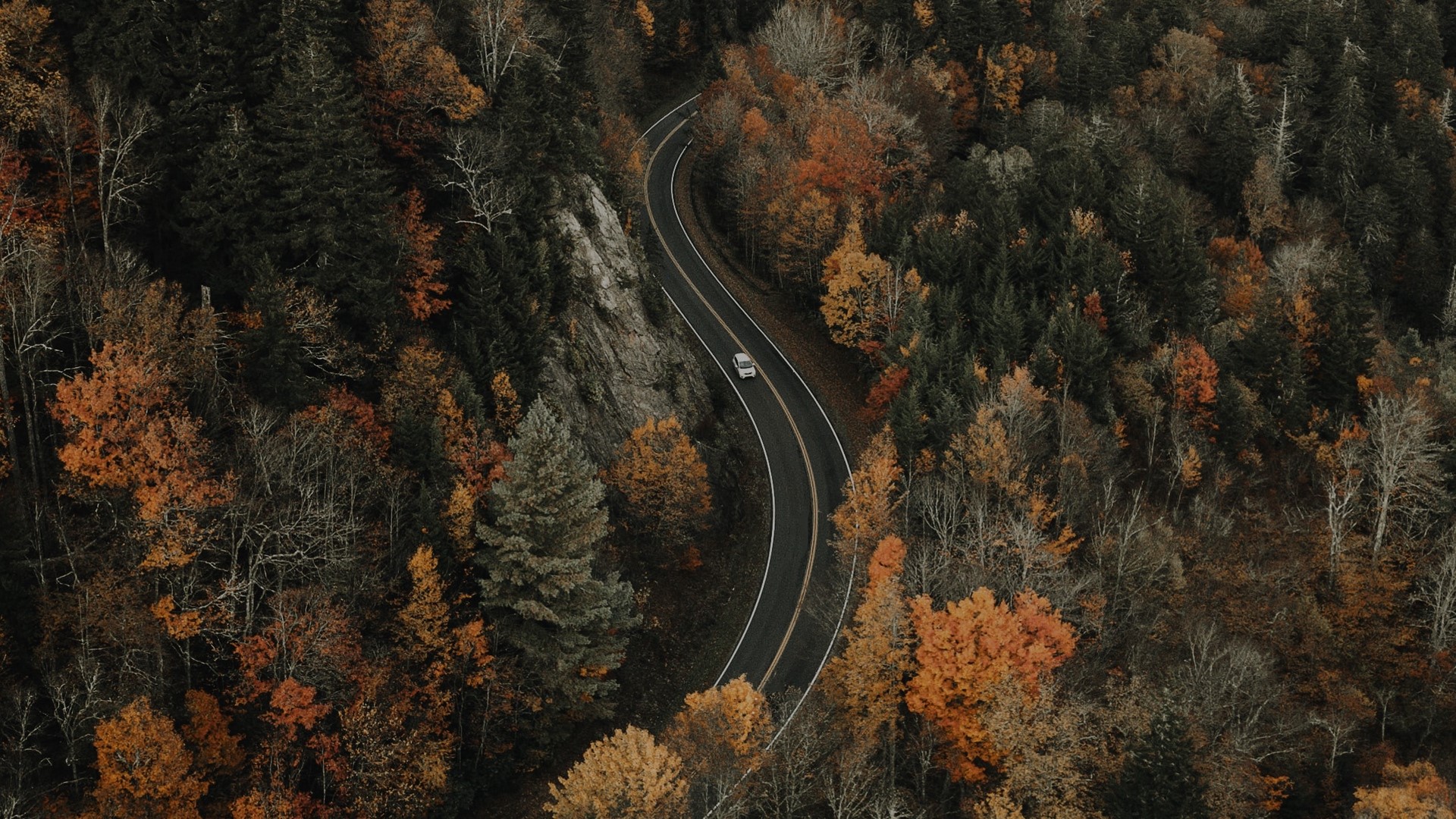 forest, road, nature, fall, aerial view, HD Wallpaper