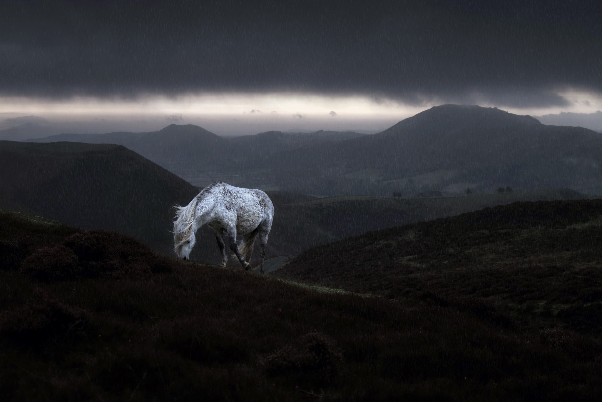 rain, horse, animals, mammals, landscape, HD Wallpaper