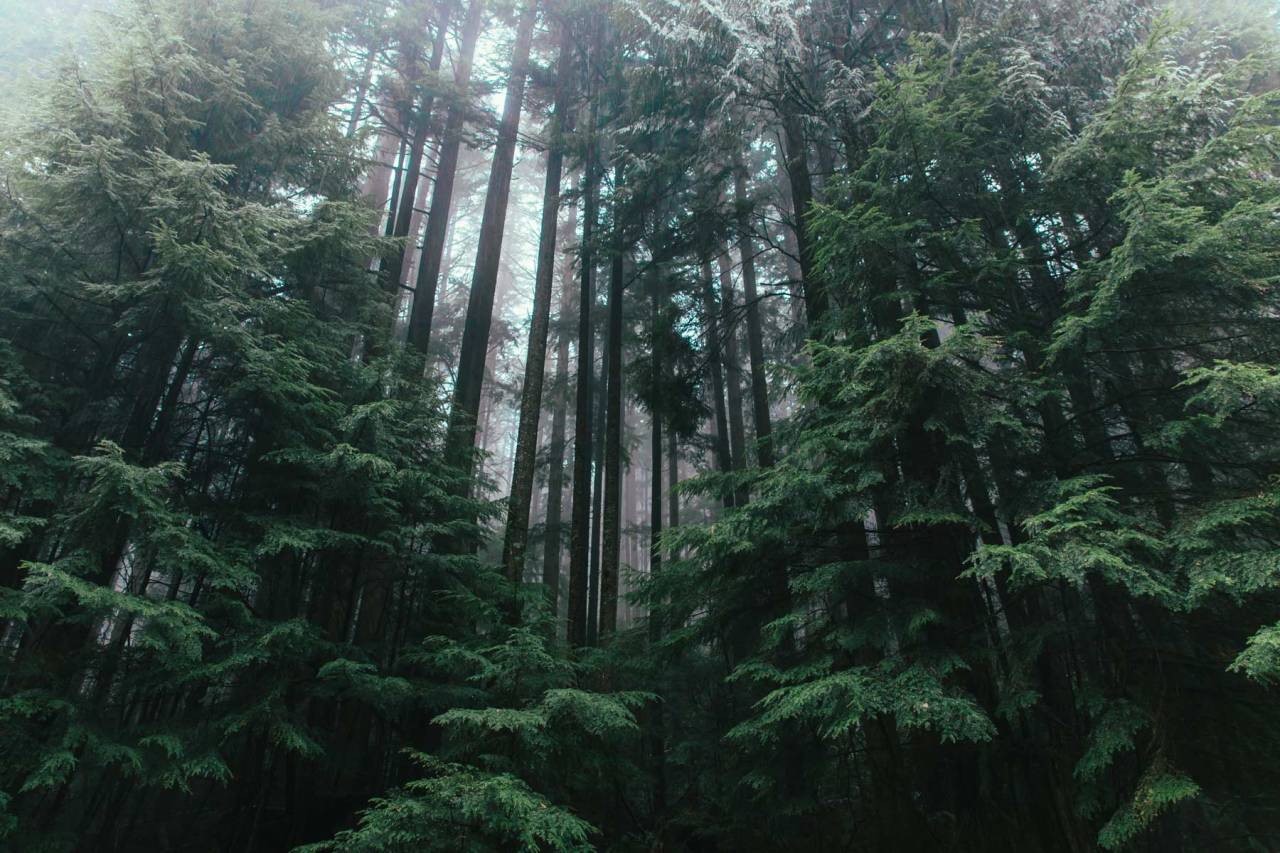 nature, trees, mist, forest, HD Wallpaper