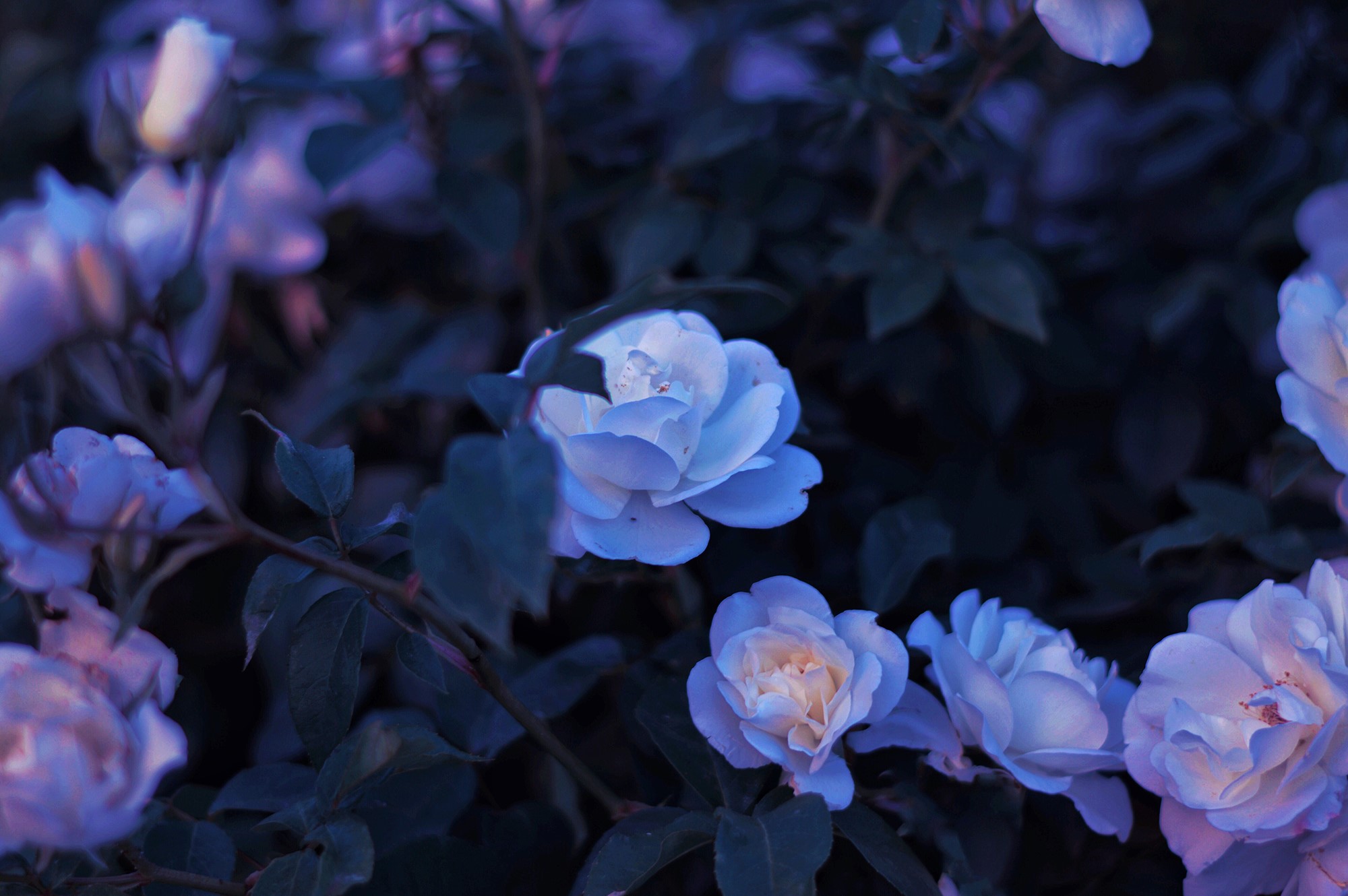 flowers, plants, nature, faded, HD Wallpaper