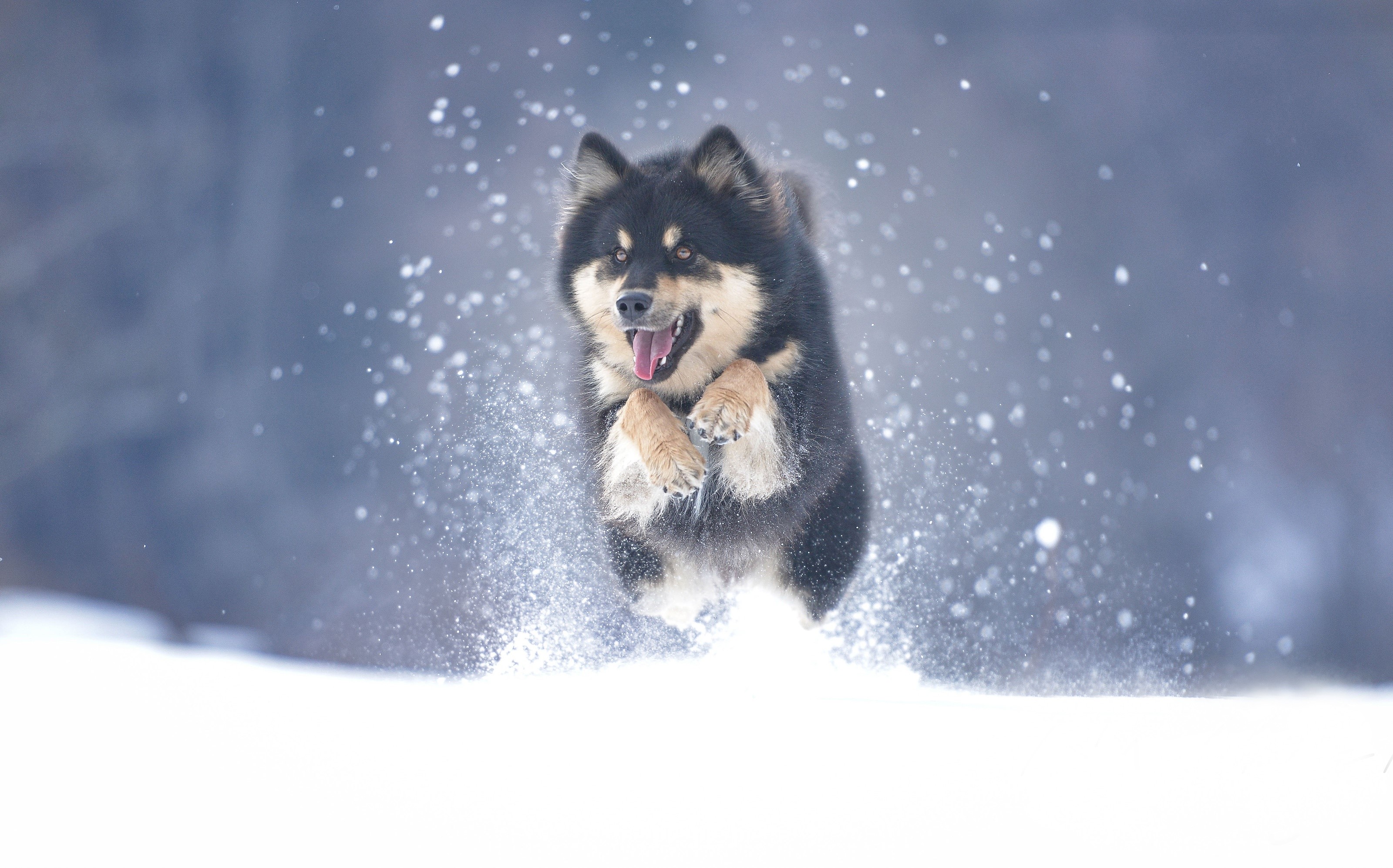 winter, outdoors, dog, snow, animals, mammals, HD Wallpaper