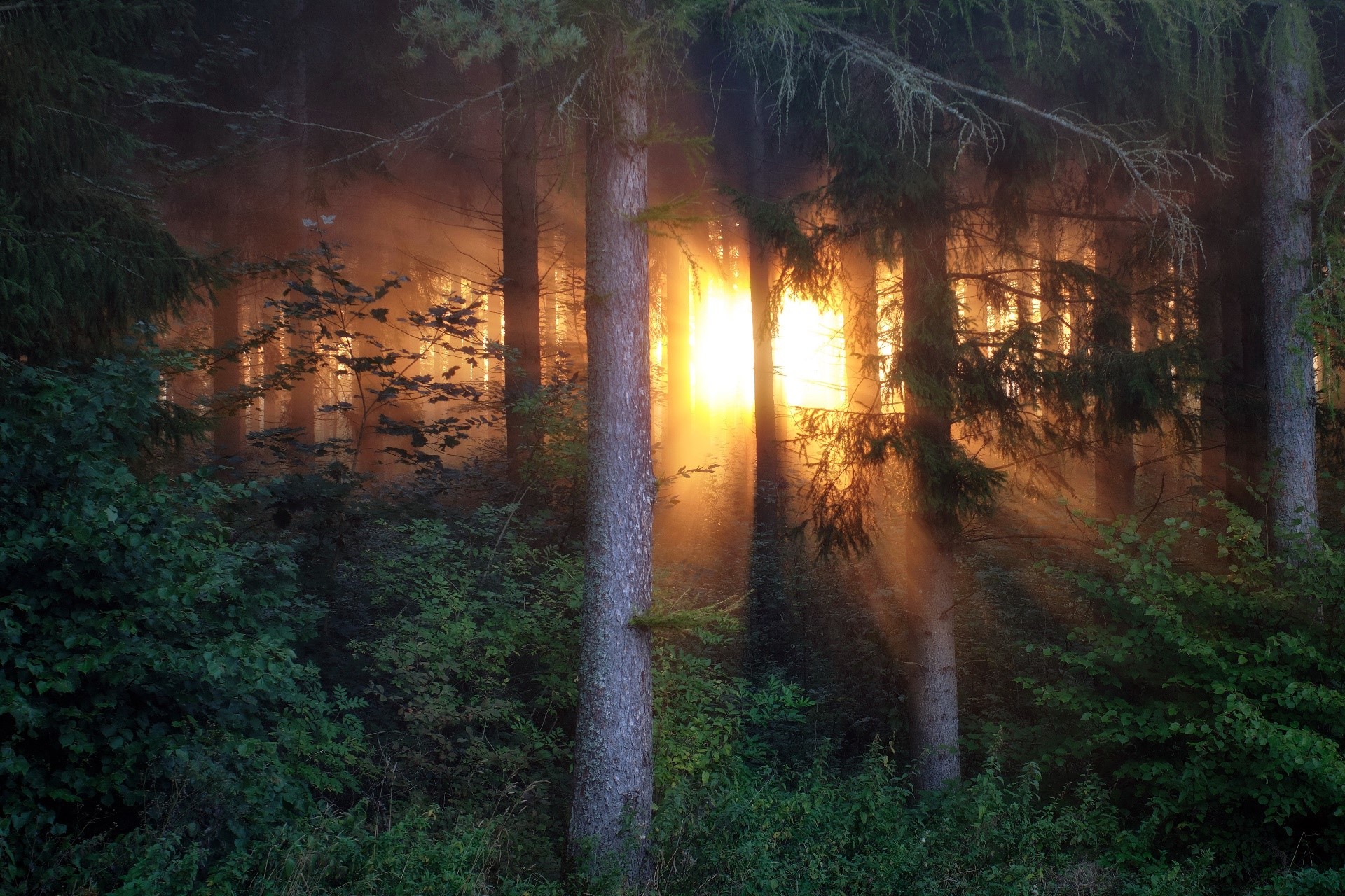 sunlight, trees, forest, plants, nature, HD Wallpaper