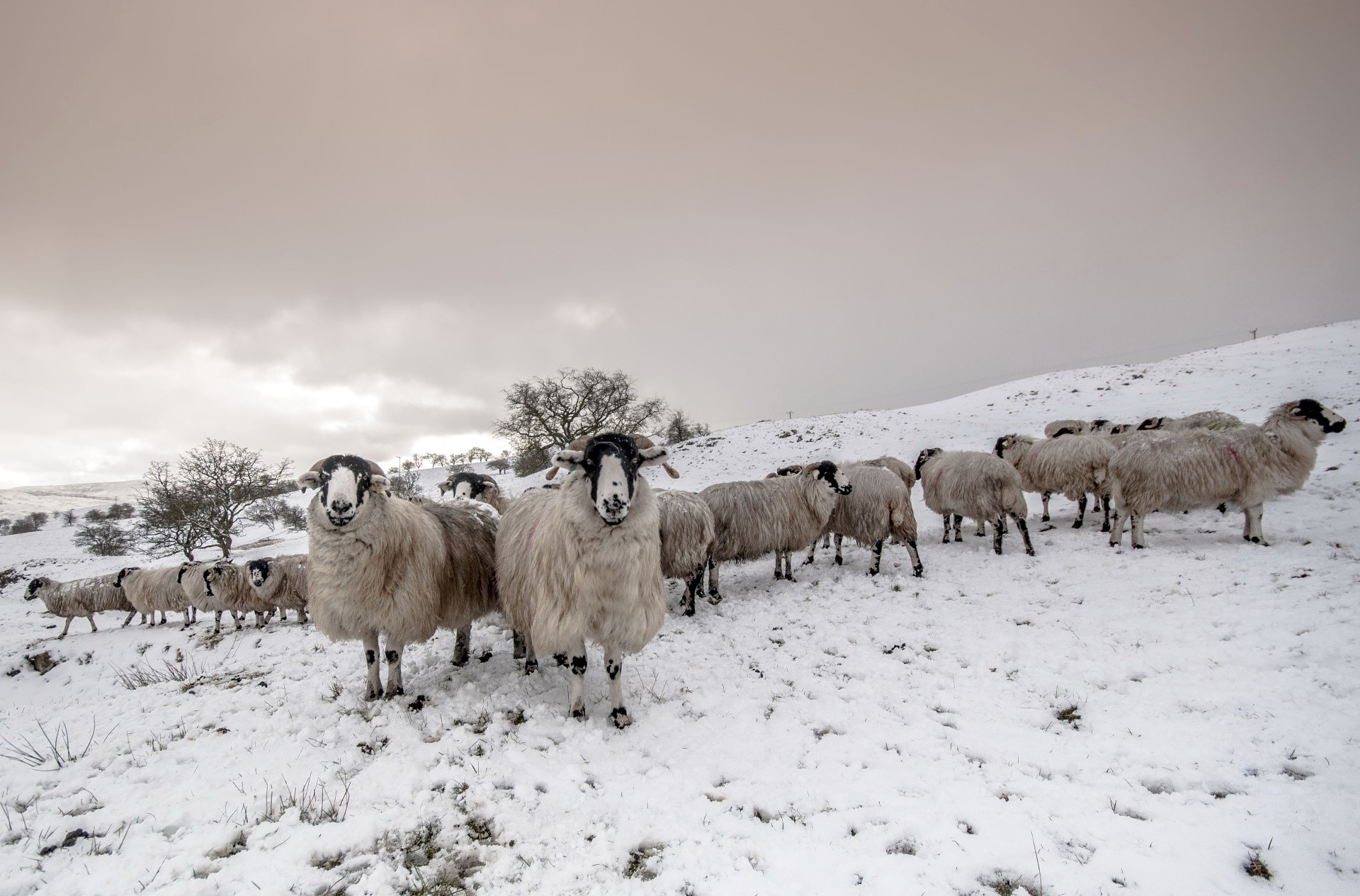 sheep, animals, winter, mammals, snow, hills, calm, HD Wallpaper