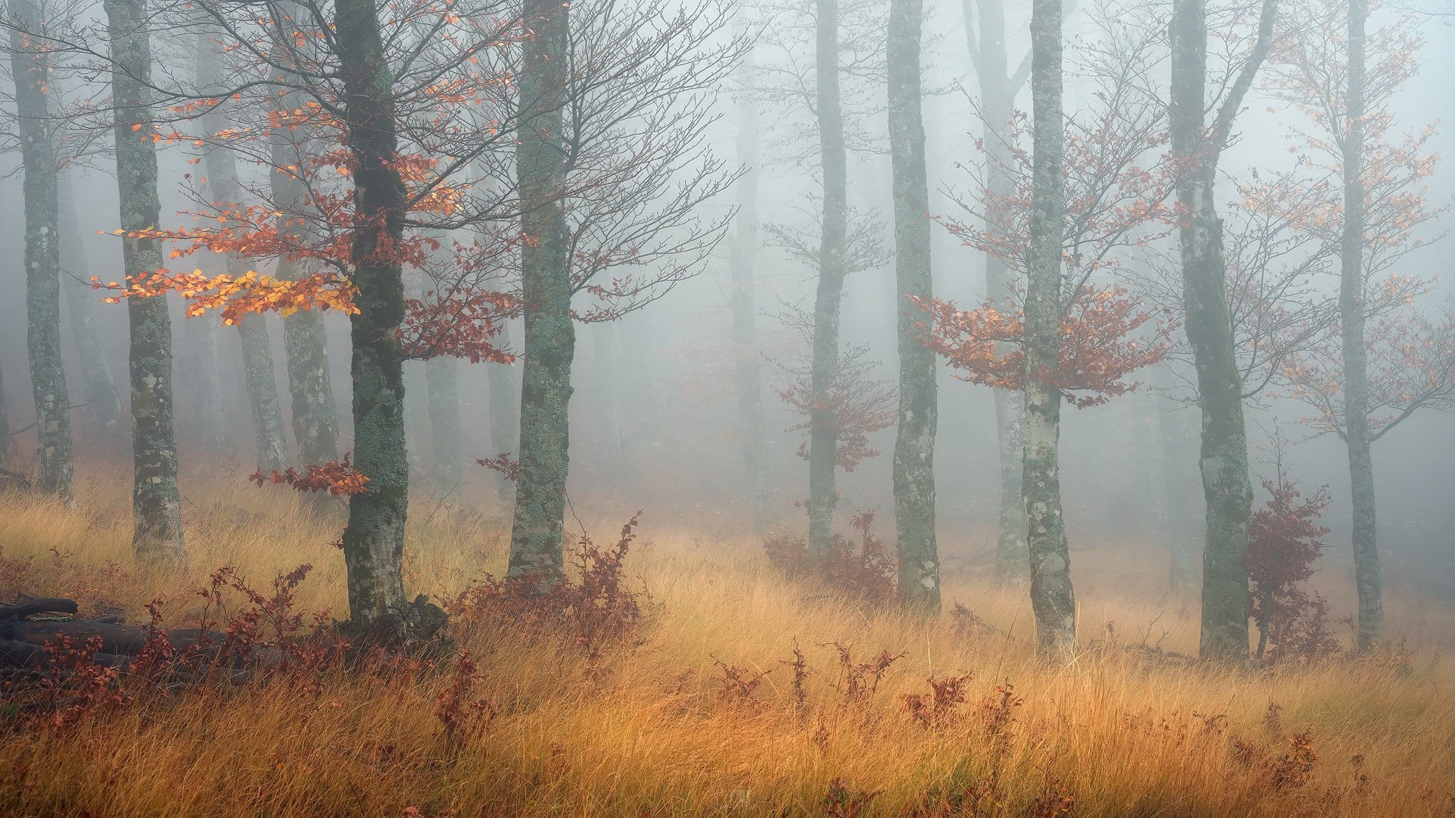 trees, mist, fall, nature, HD Wallpaper