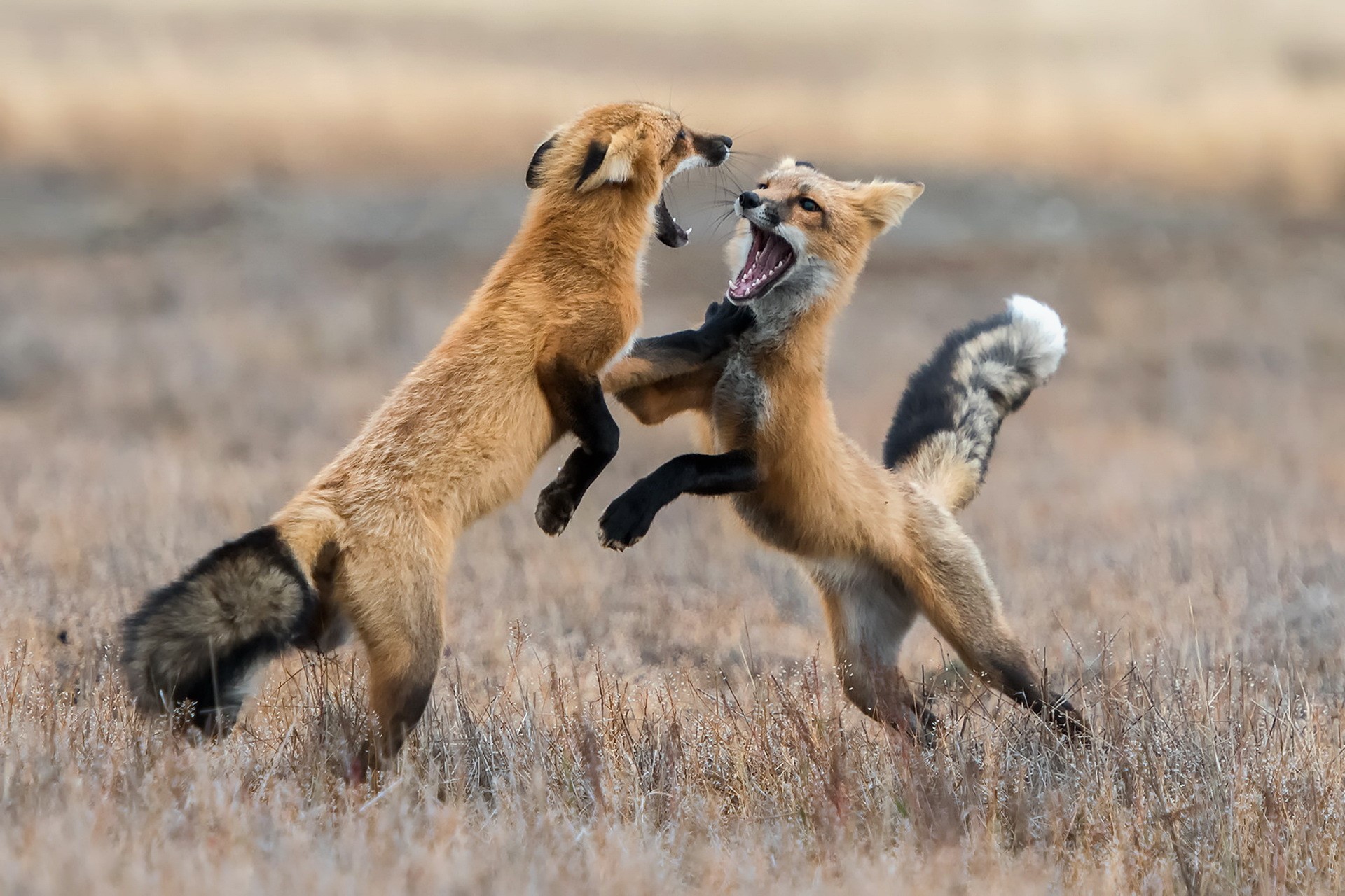 fox, nature, animals, mammals, HD Wallpaper