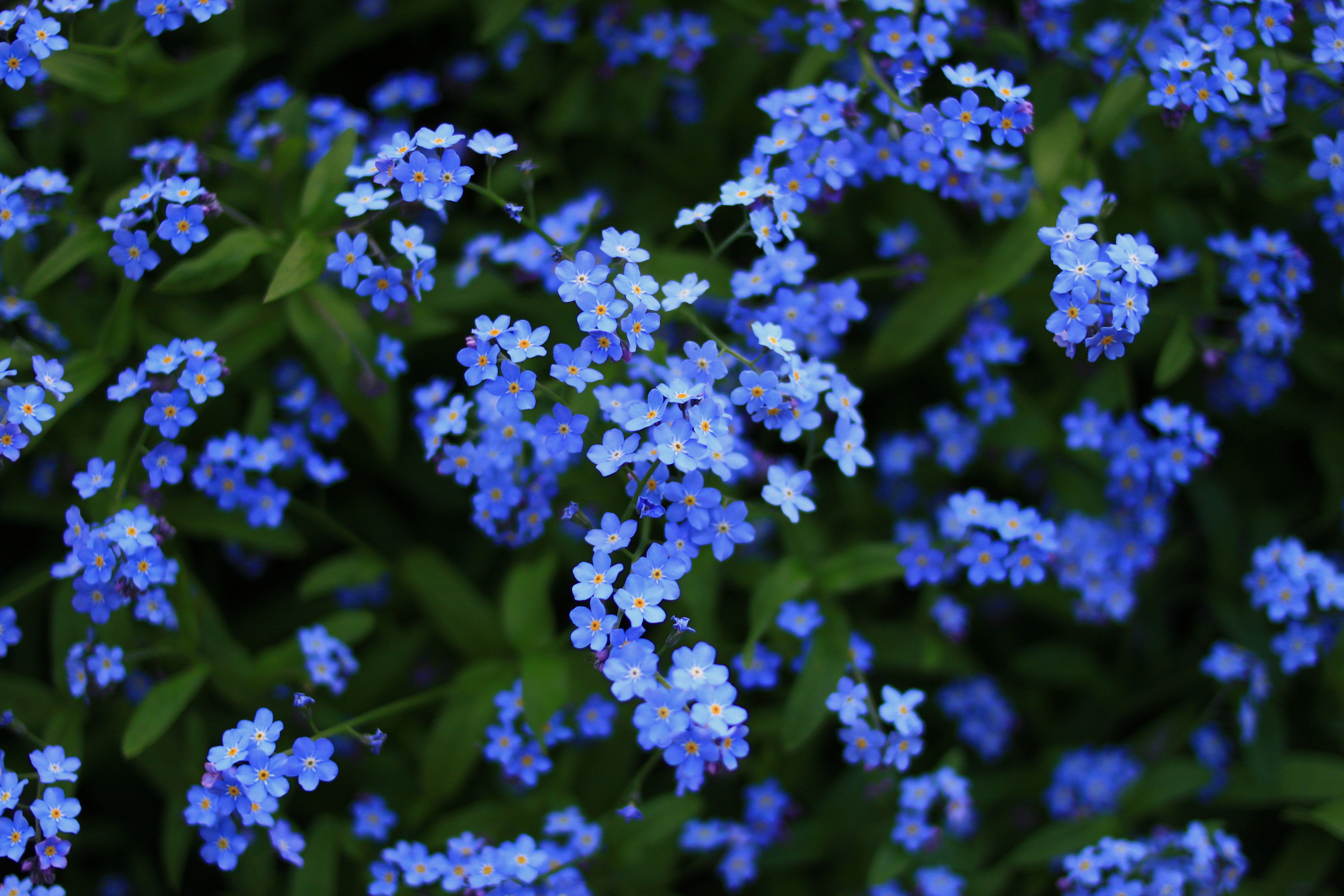 flowers, plants, nature, HD Wallpaper