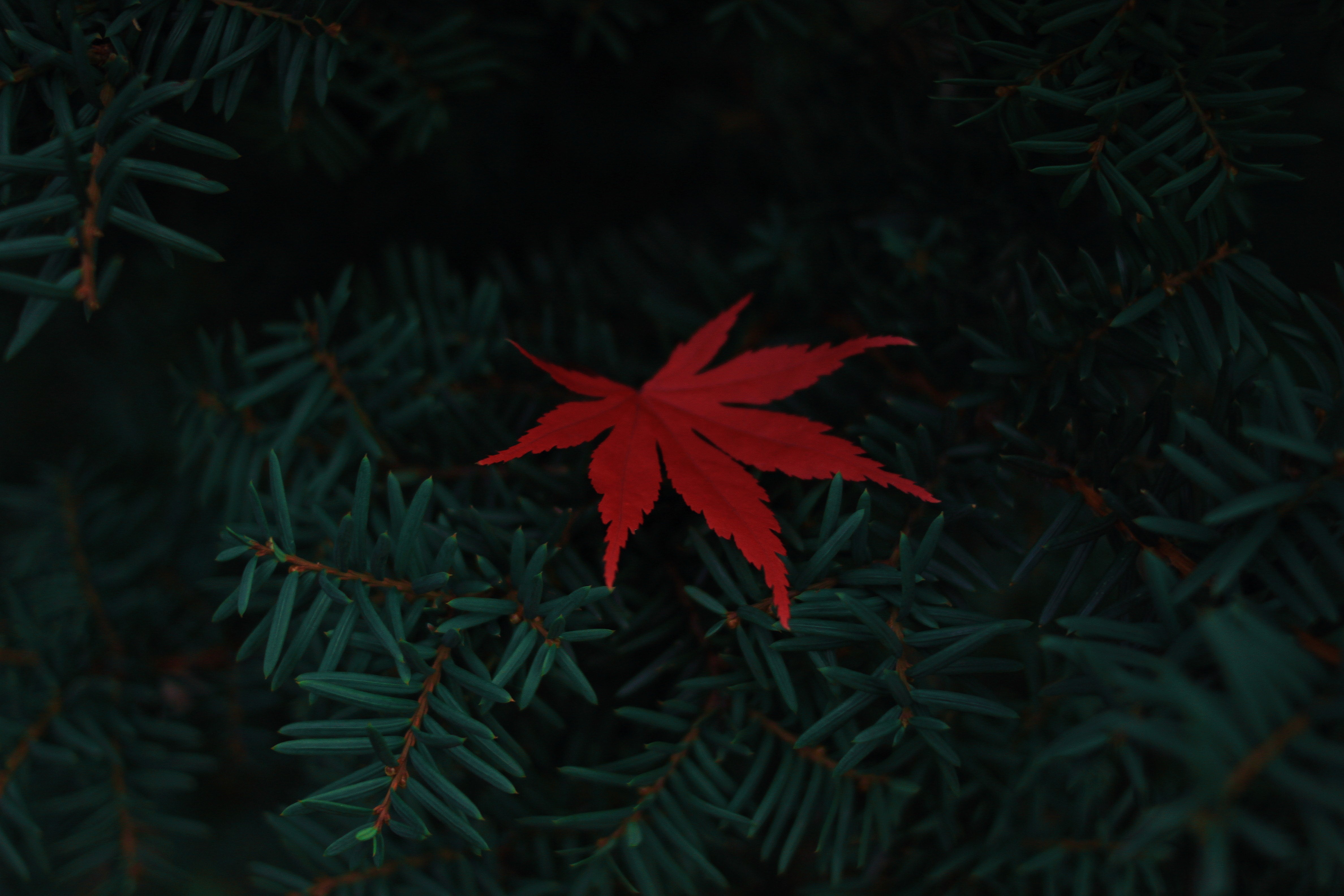 leaves, plants, red, HD Wallpaper