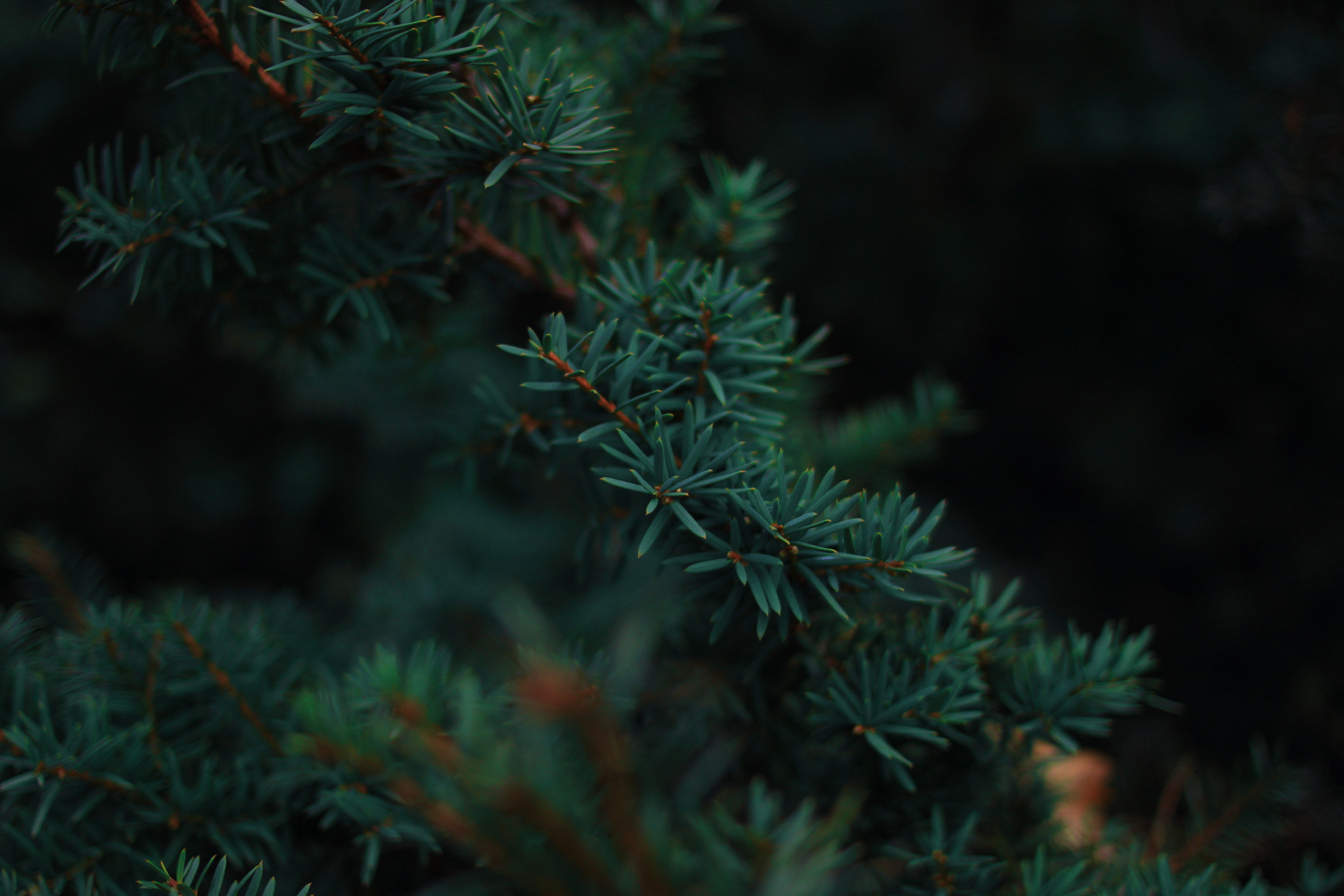 forest, trees, pine trees, nature, HD Wallpaper