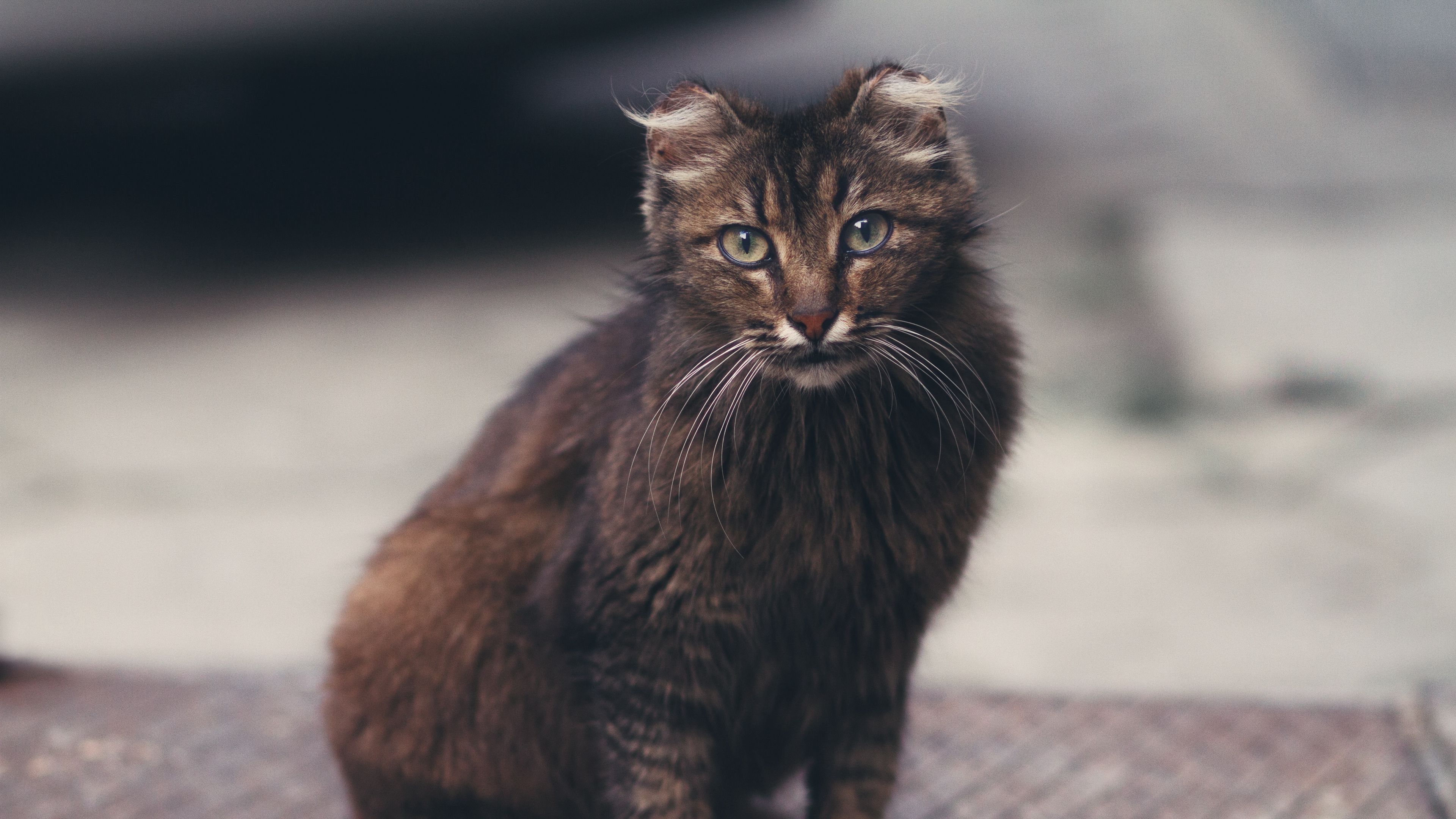 cat, fluffy, sight, cute, 4k, HD Wallpaper