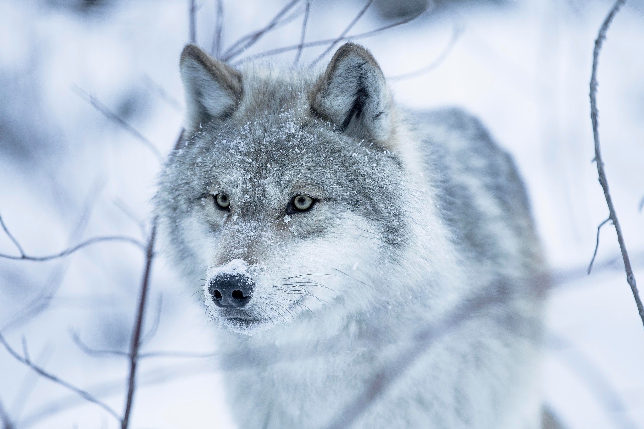 wolf, animals, winter, mammals, HD Wallpaper