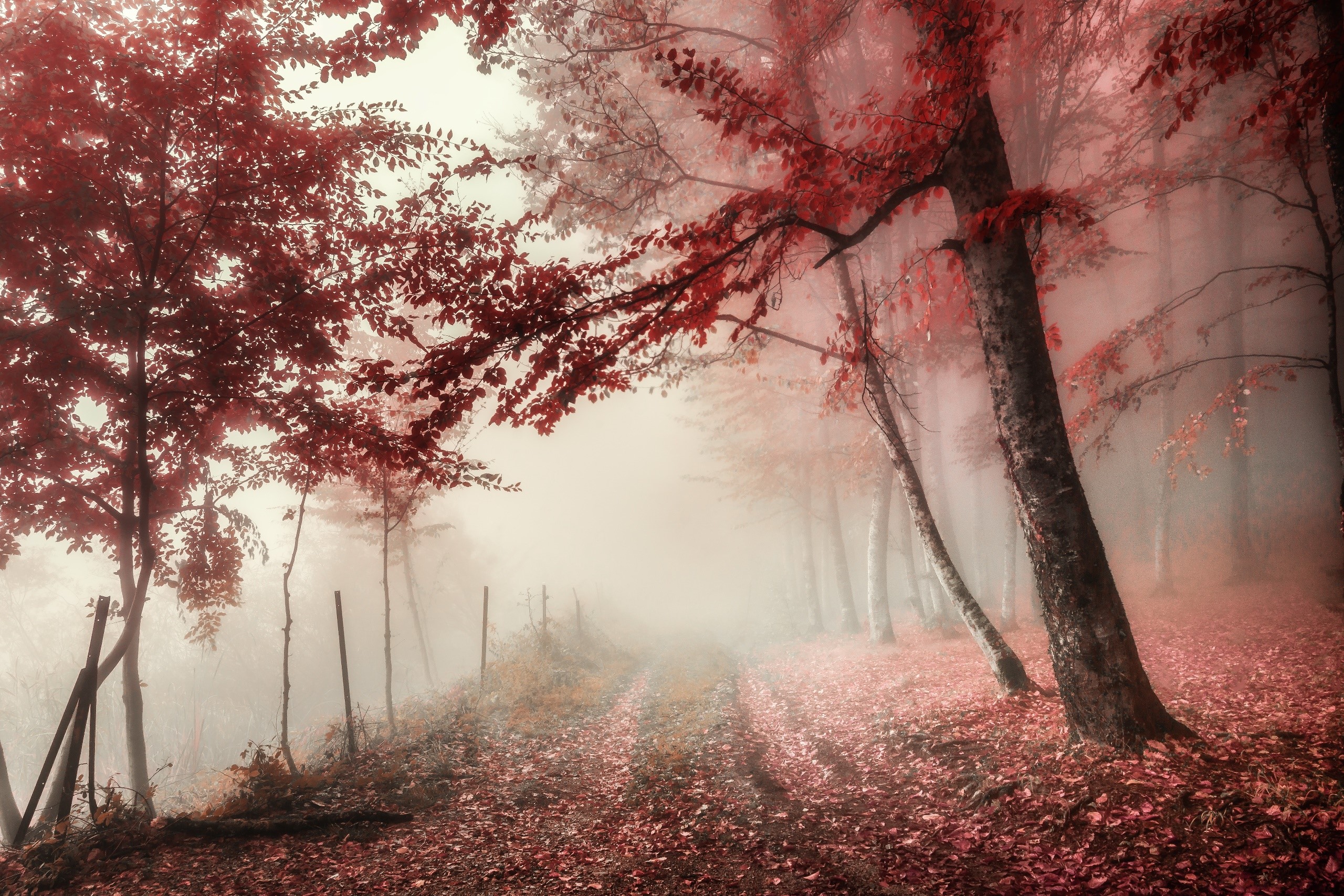 fall, leaves, trees, red, outdoors, mist, HD Wallpaper