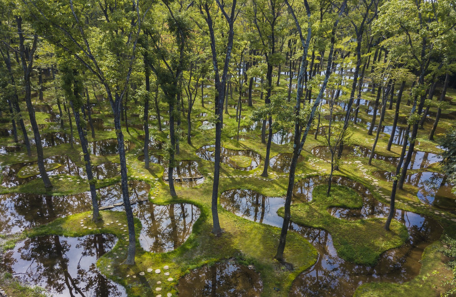 landscape, swamp, forest, HD Wallpaper