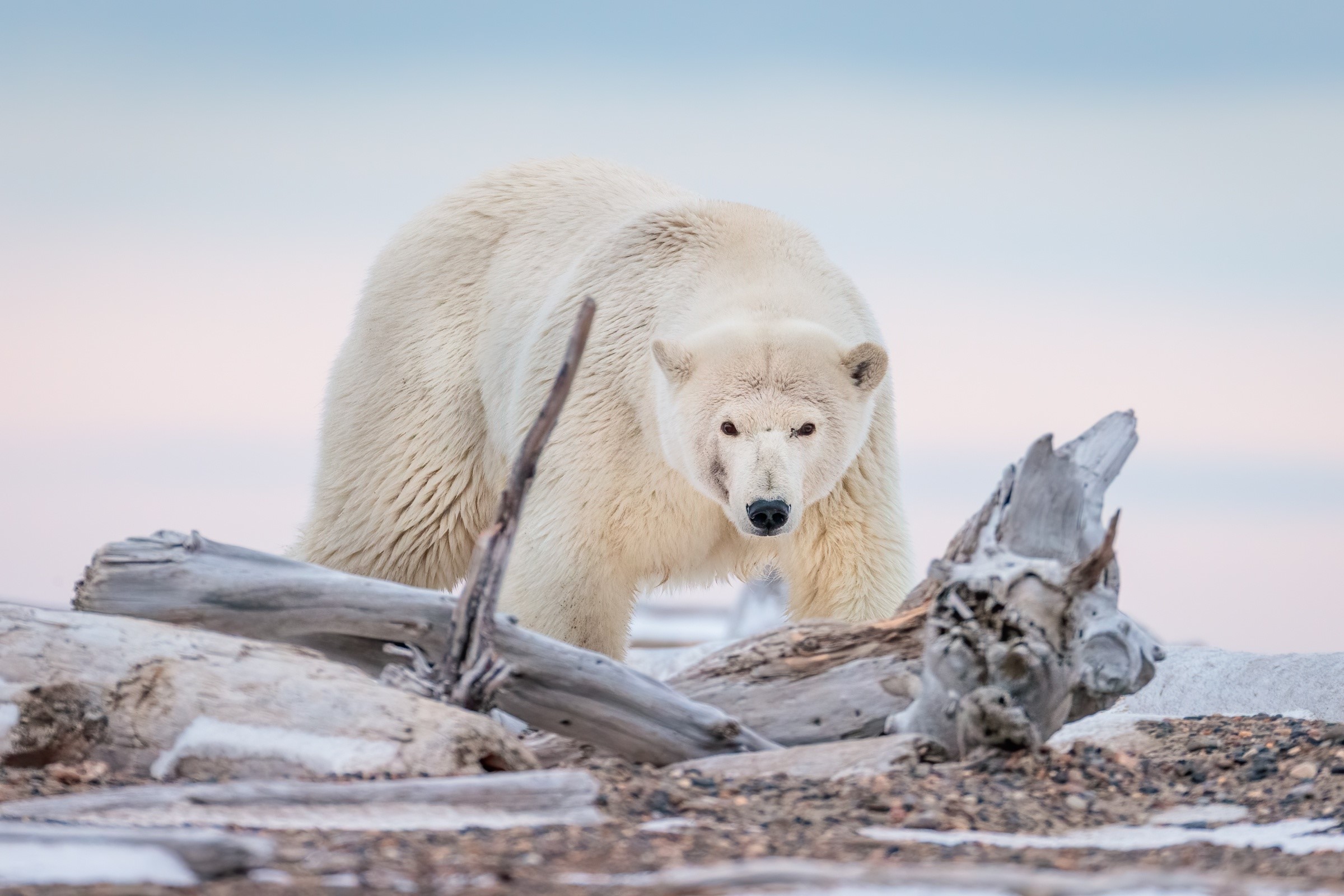 bears, animals, mammals, polar bears, HD Wallpaper