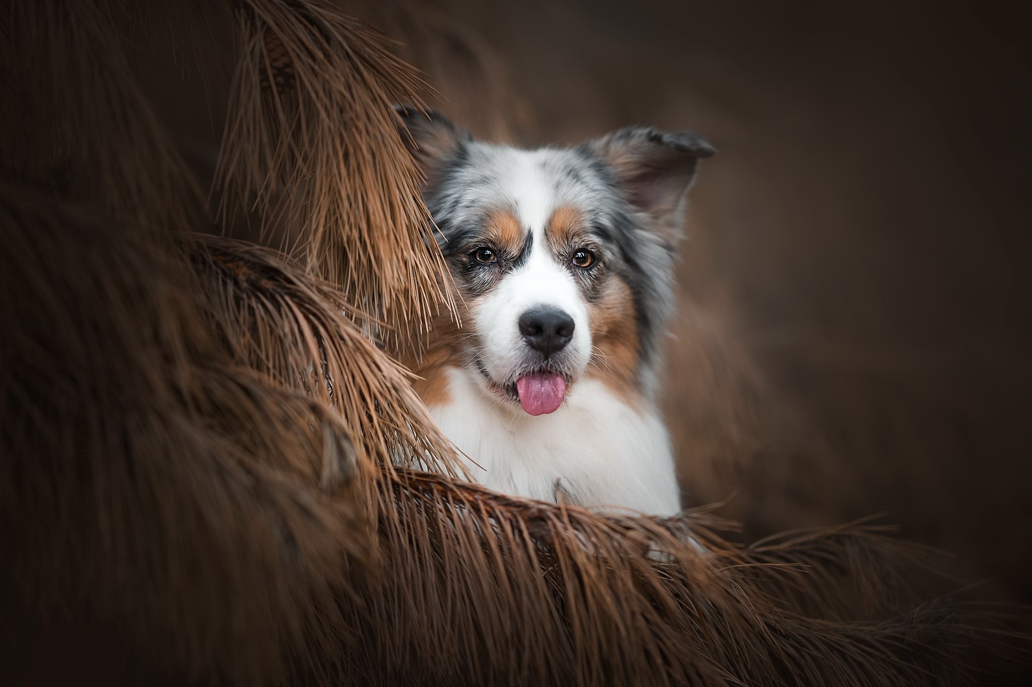 dog, animals, tongue out, mammals, HD Wallpaper