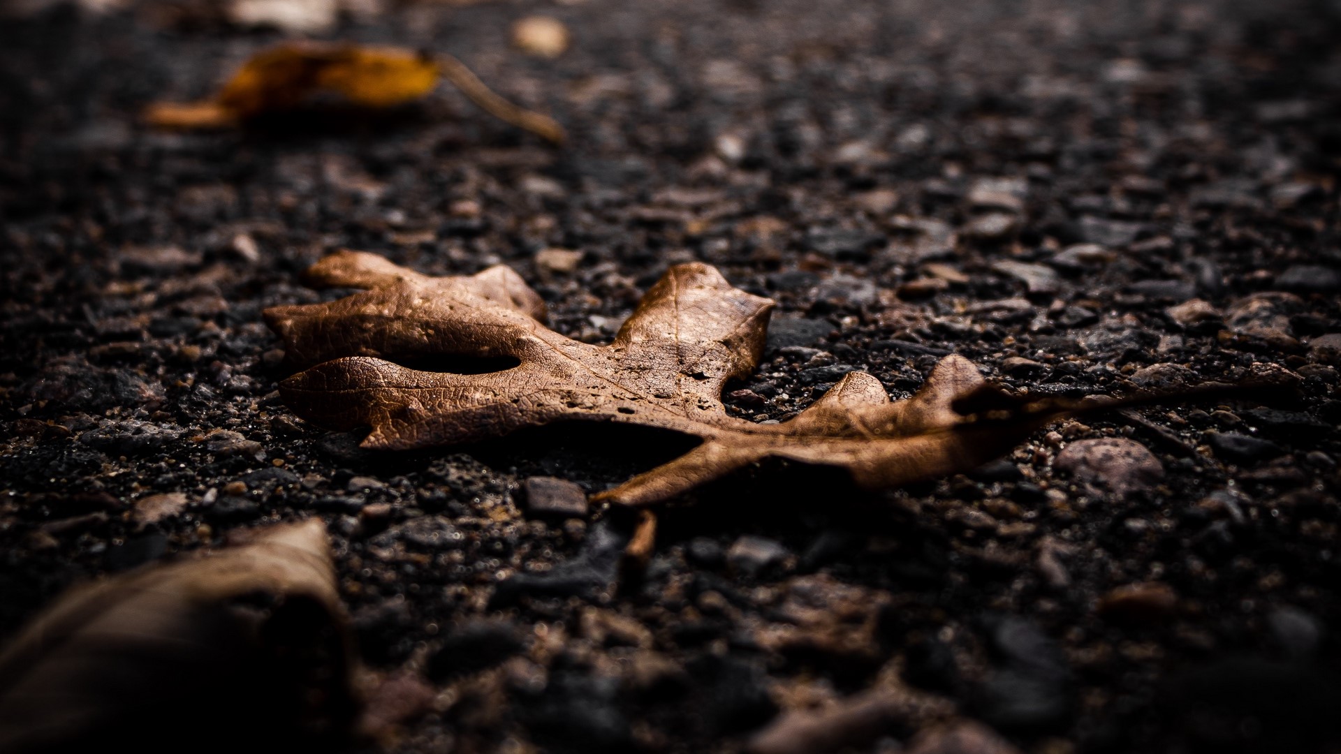 nature, plants, leaves, fallen leaves, HD Wallpaper