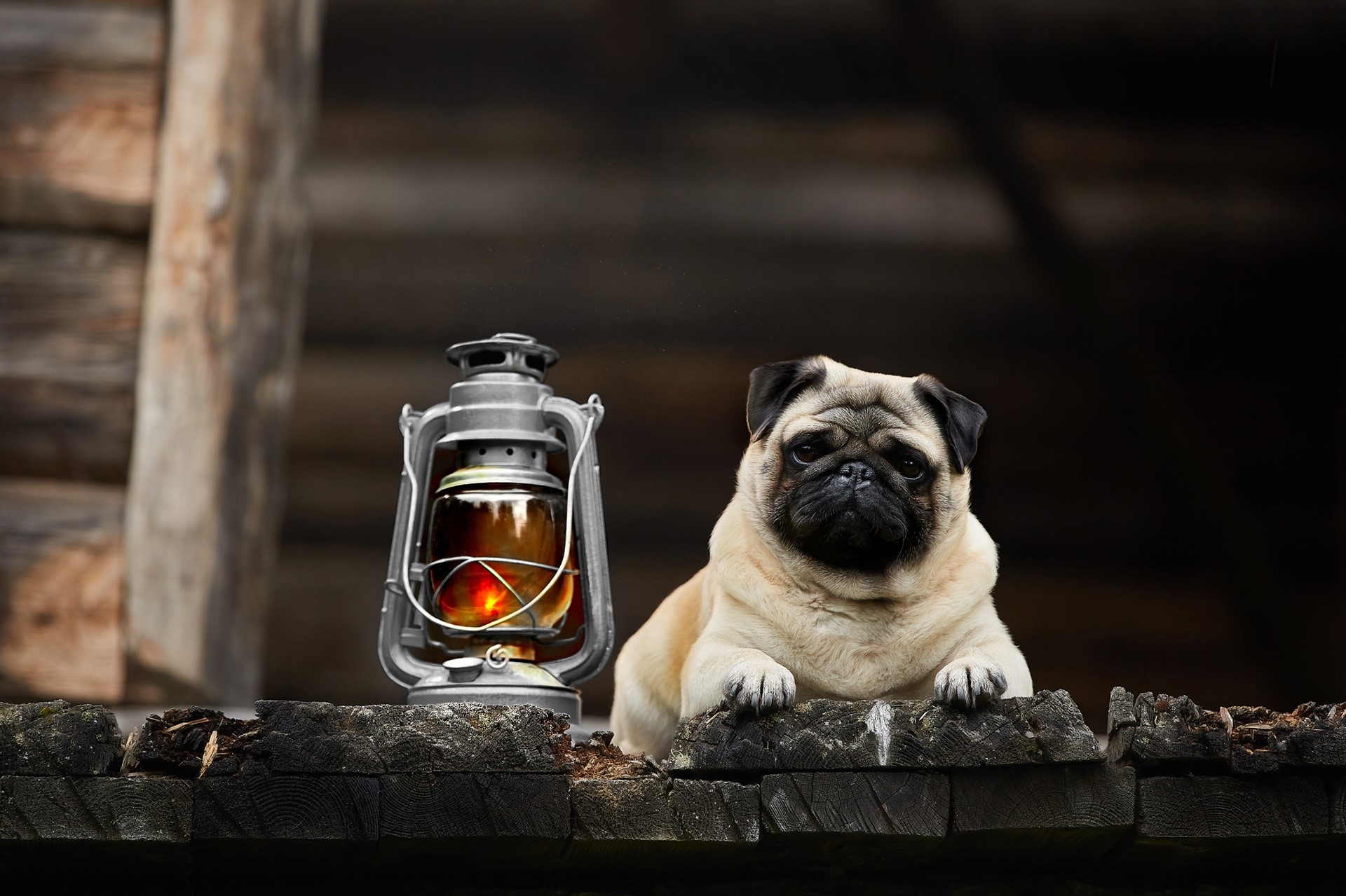 lantern, dog, animals, mammals, HD Wallpaper