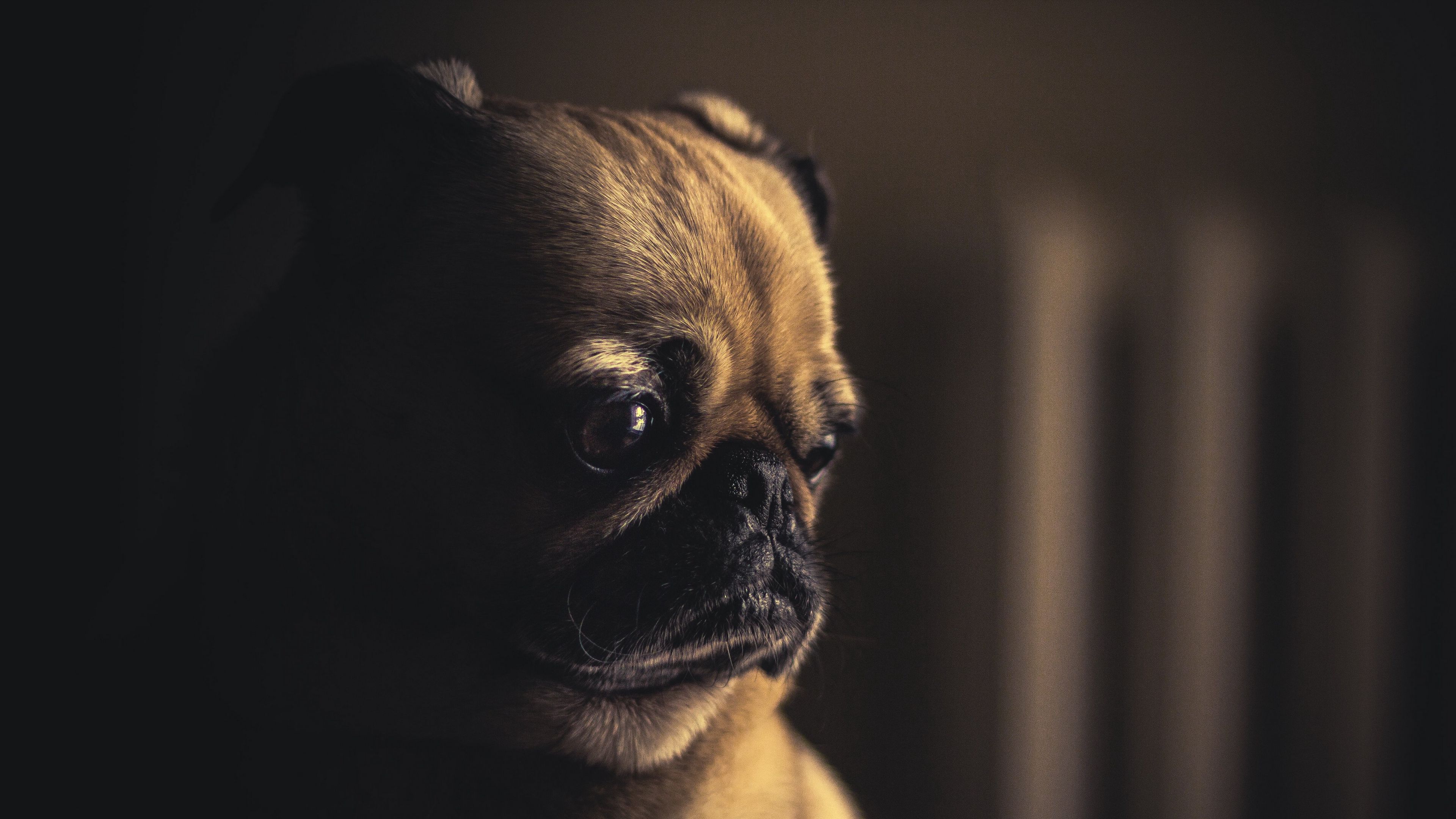 pug, dog, muzzle, sight, eyes, 4k, HD Wallpaper