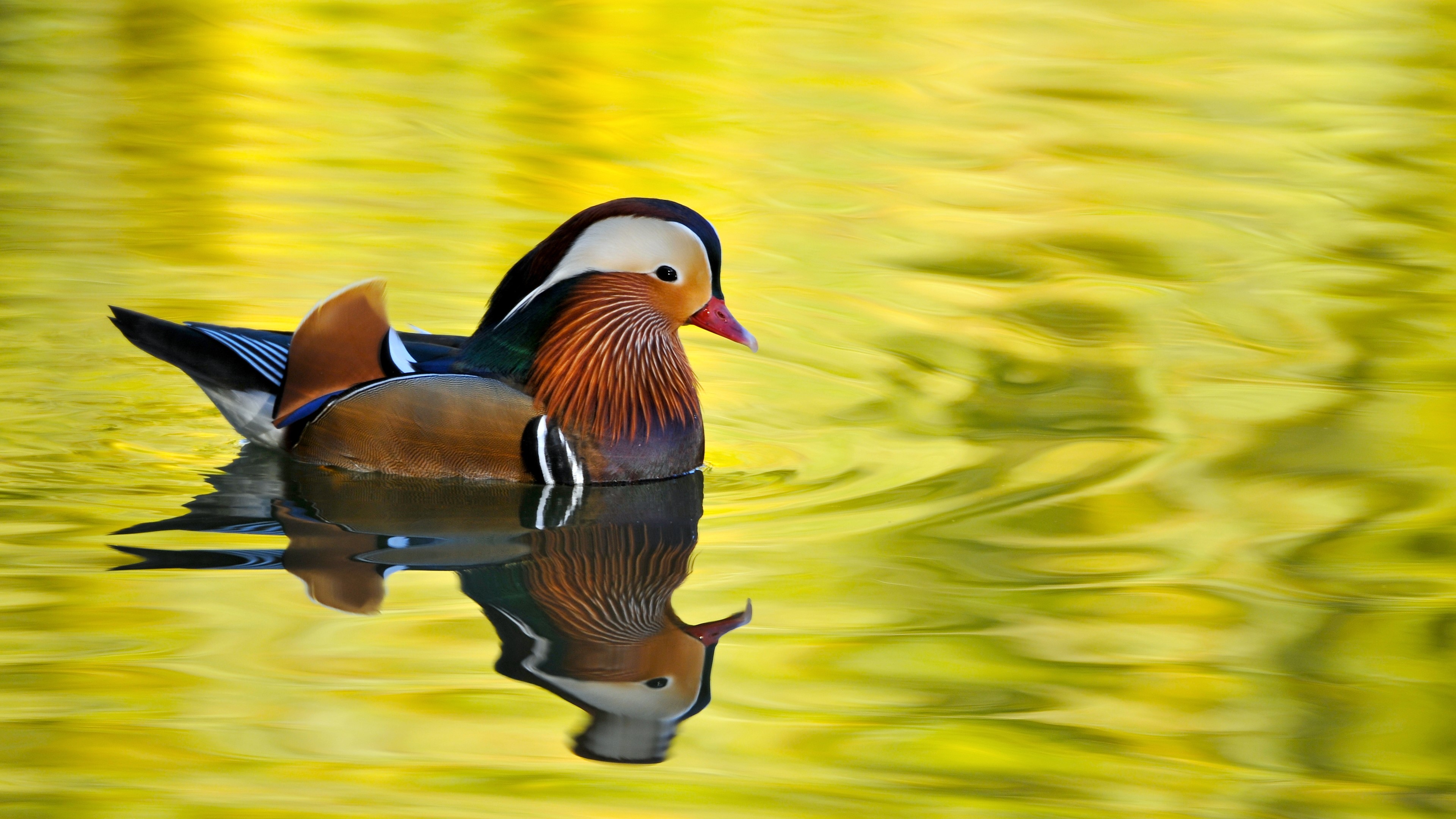 animals, water, nature, HD Wallpaper