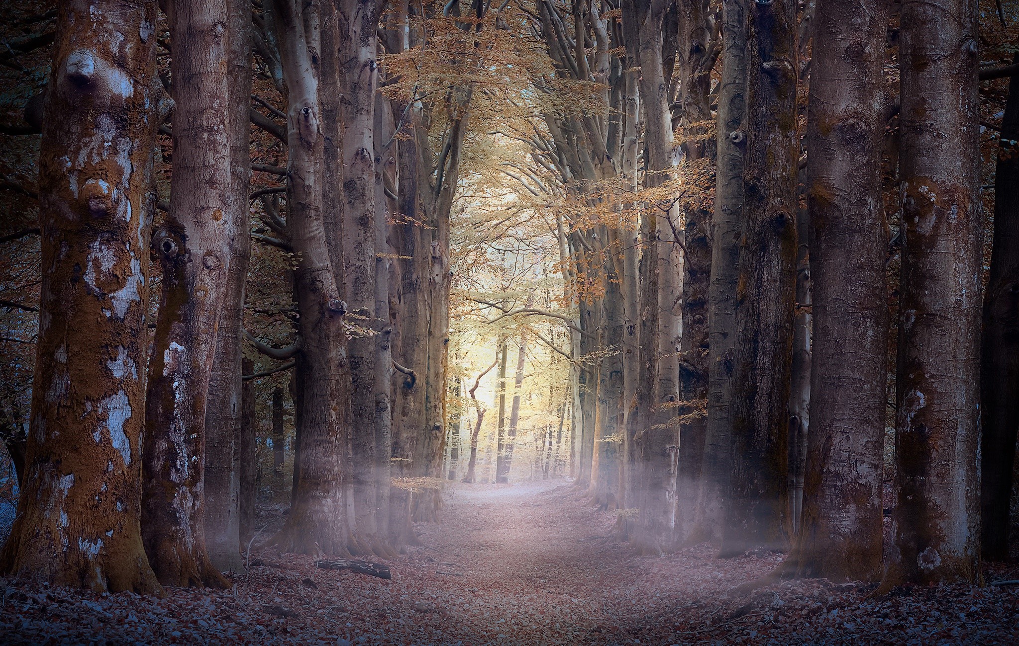 forest, trees, nature, mist, fall, HD Wallpaper