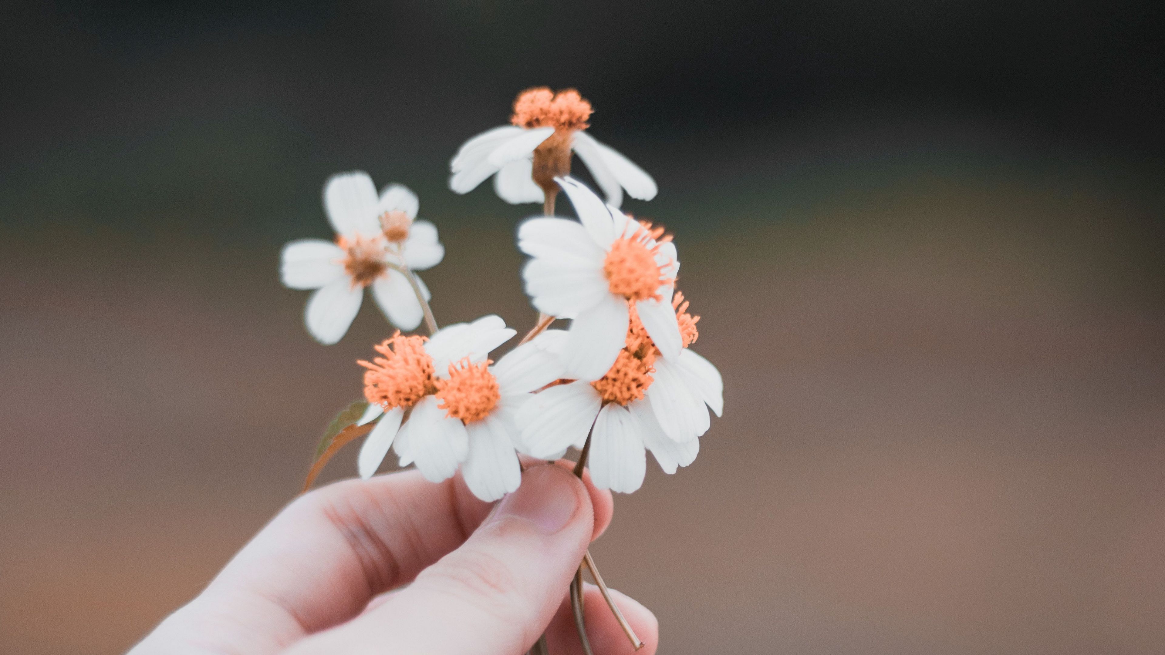 hand, flowers, field, tenderness, blur, 4k, HD Wallpaper