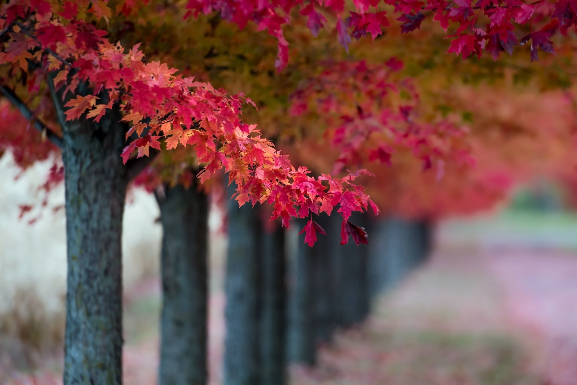 fall, plants, trees, leaves, HD Wallpaper