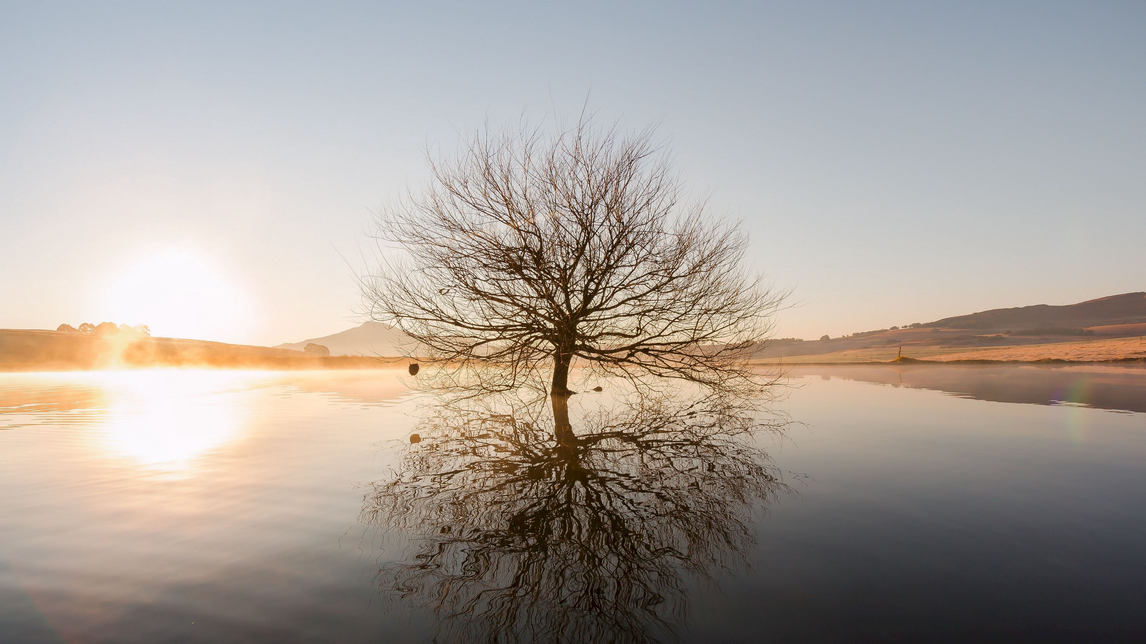 tree, horizon, water, sunset, branches, 4k, HD Wallpaper