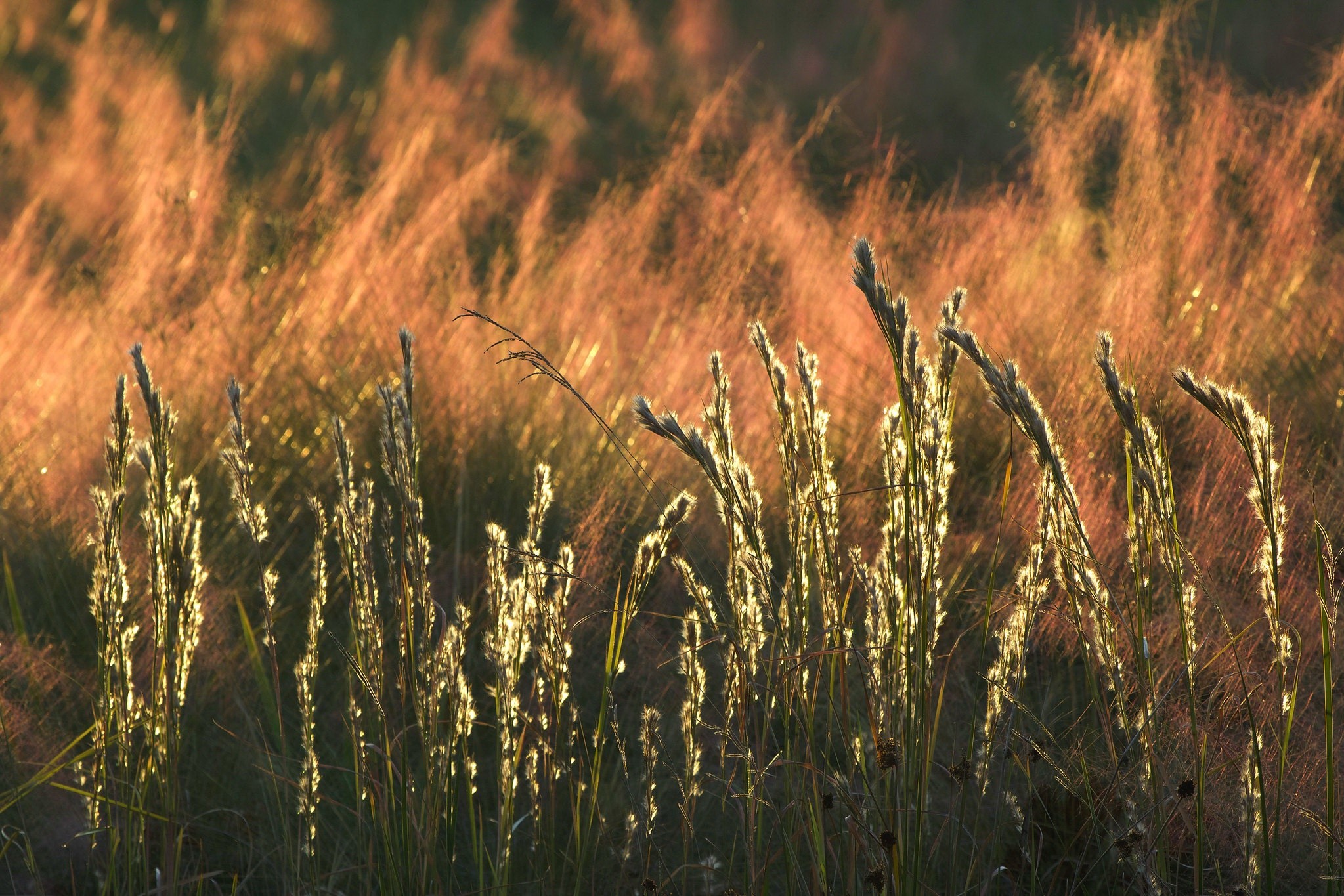 nature, grass, plants, outdoors, fall, HD Wallpaper